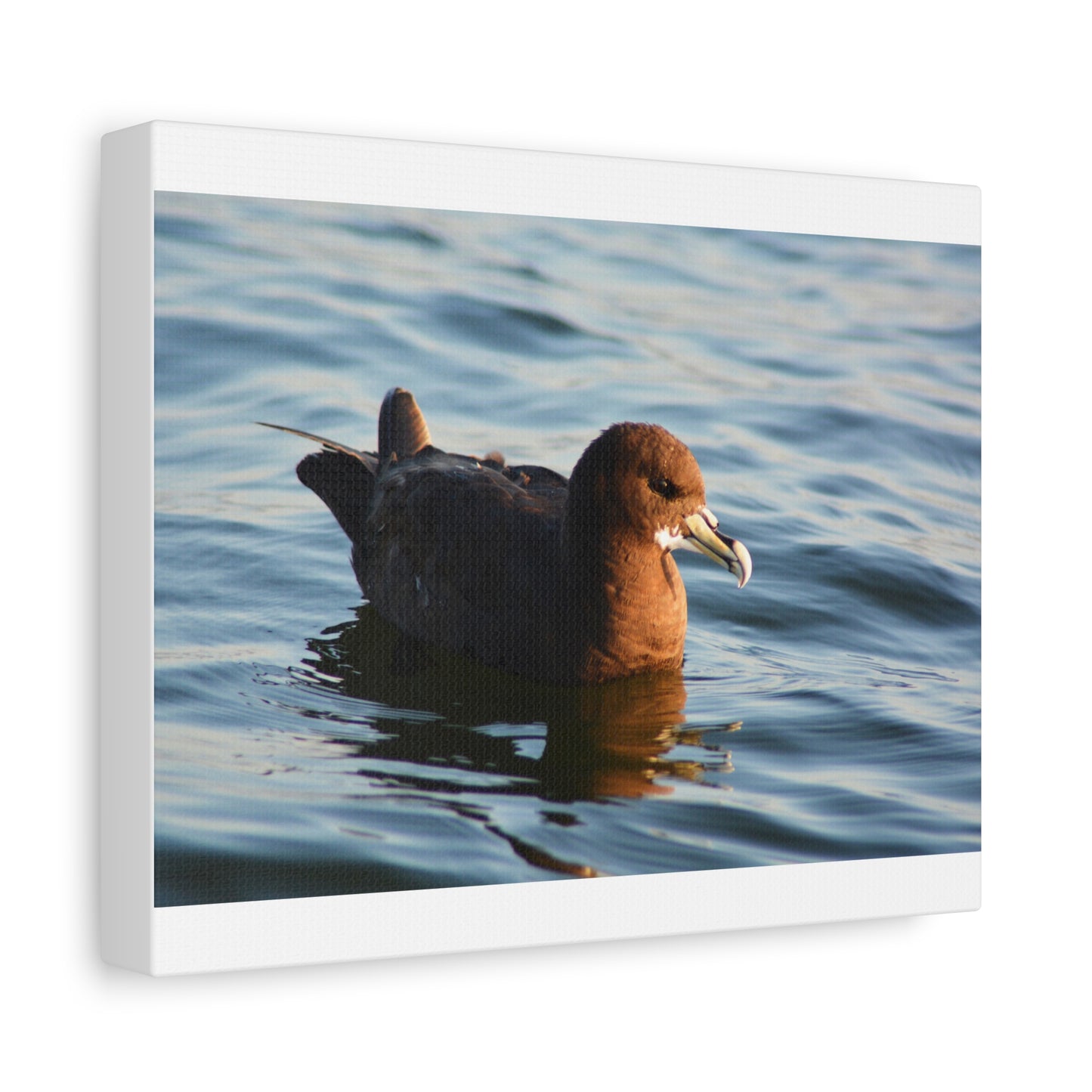 Bird Art Wall Decor, Coastal Wall Art, Ocean Decor, Nature Photography, Sea Bird Print