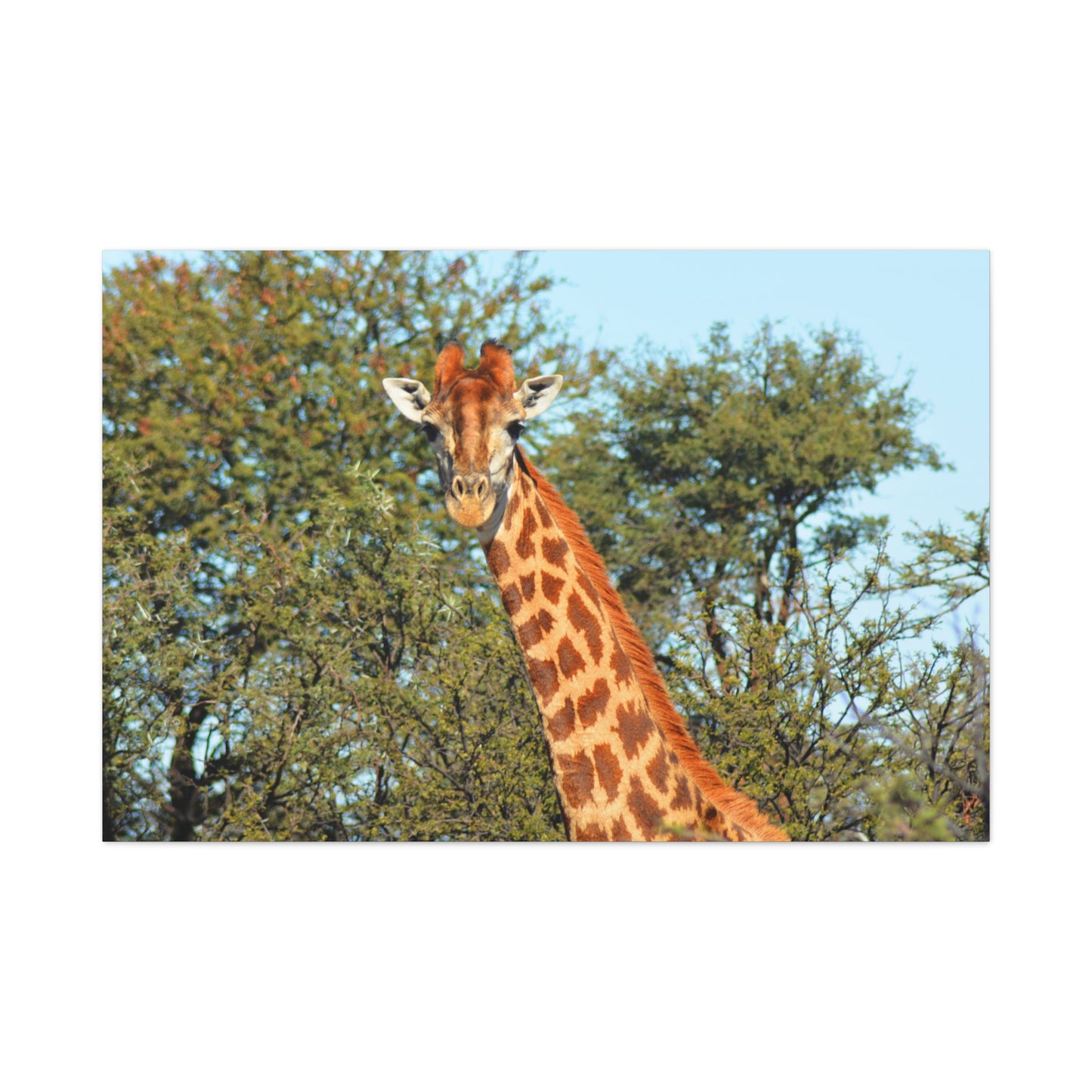 Elegant Giraffe Canvas