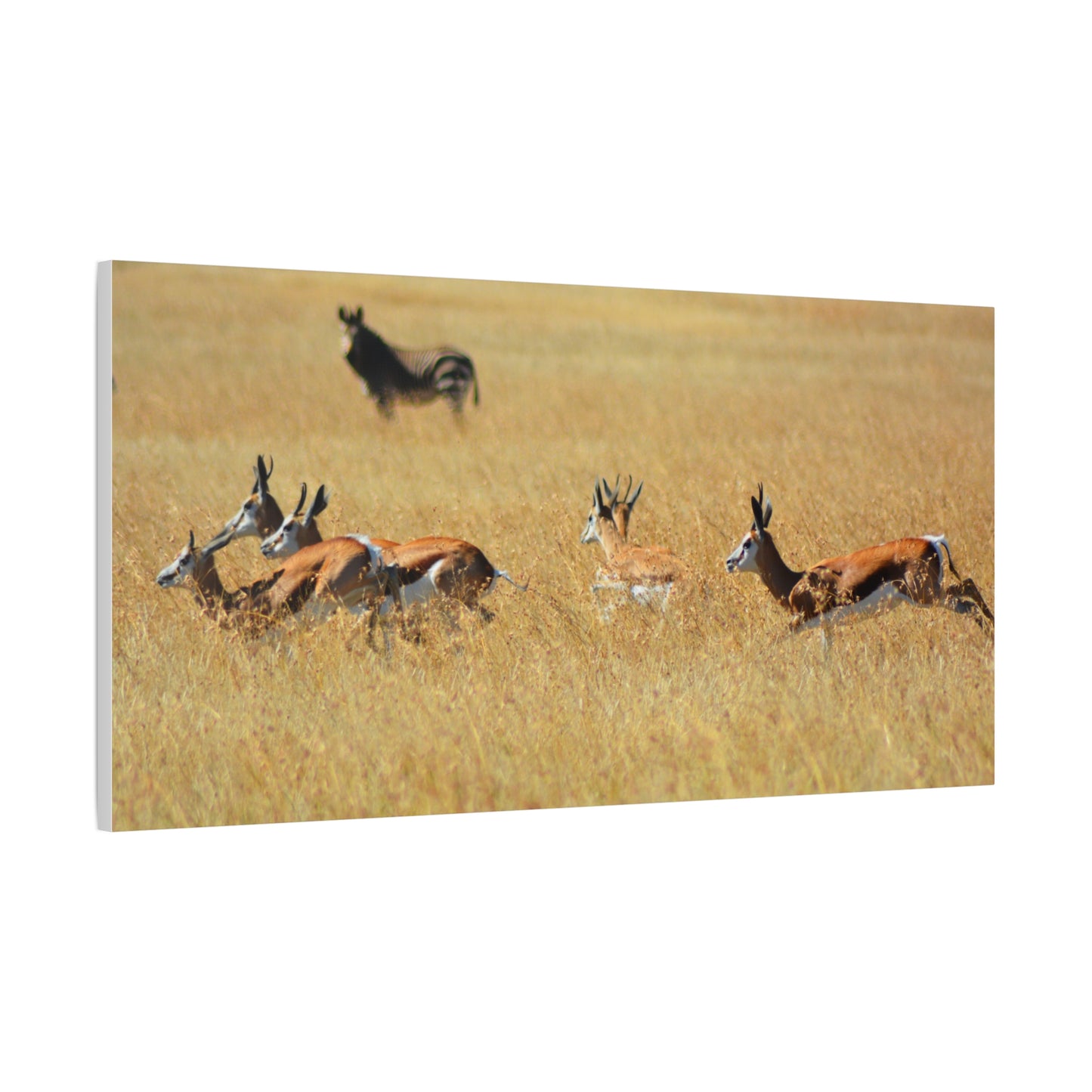 Springbok Herd in African Savannah
