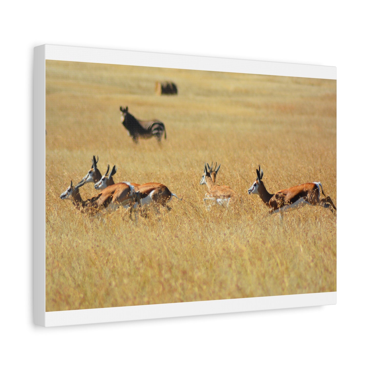 Springbok Herd in African Savannah