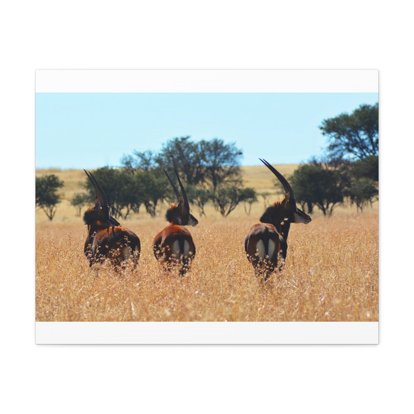 Sable Trio in Africa Canvas Print