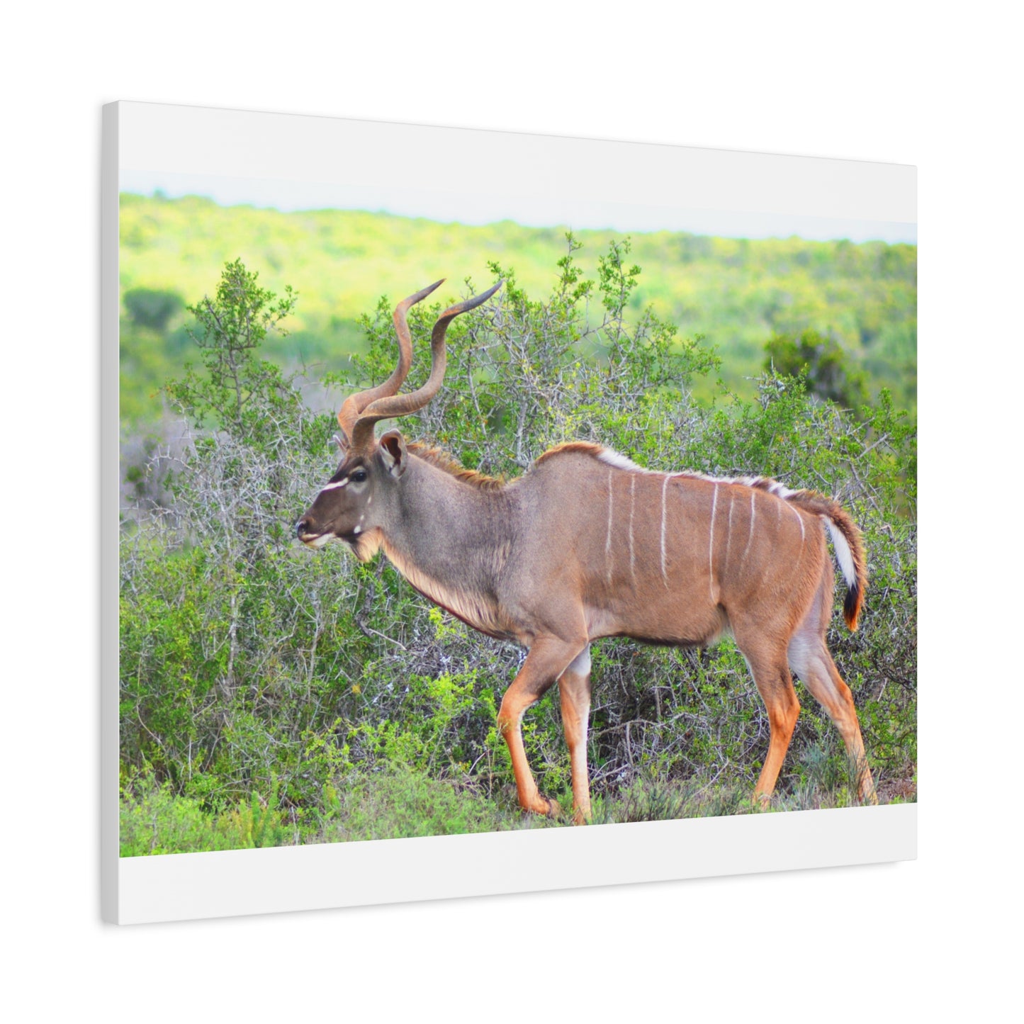 Africa Kudu Bull - Canvas Print