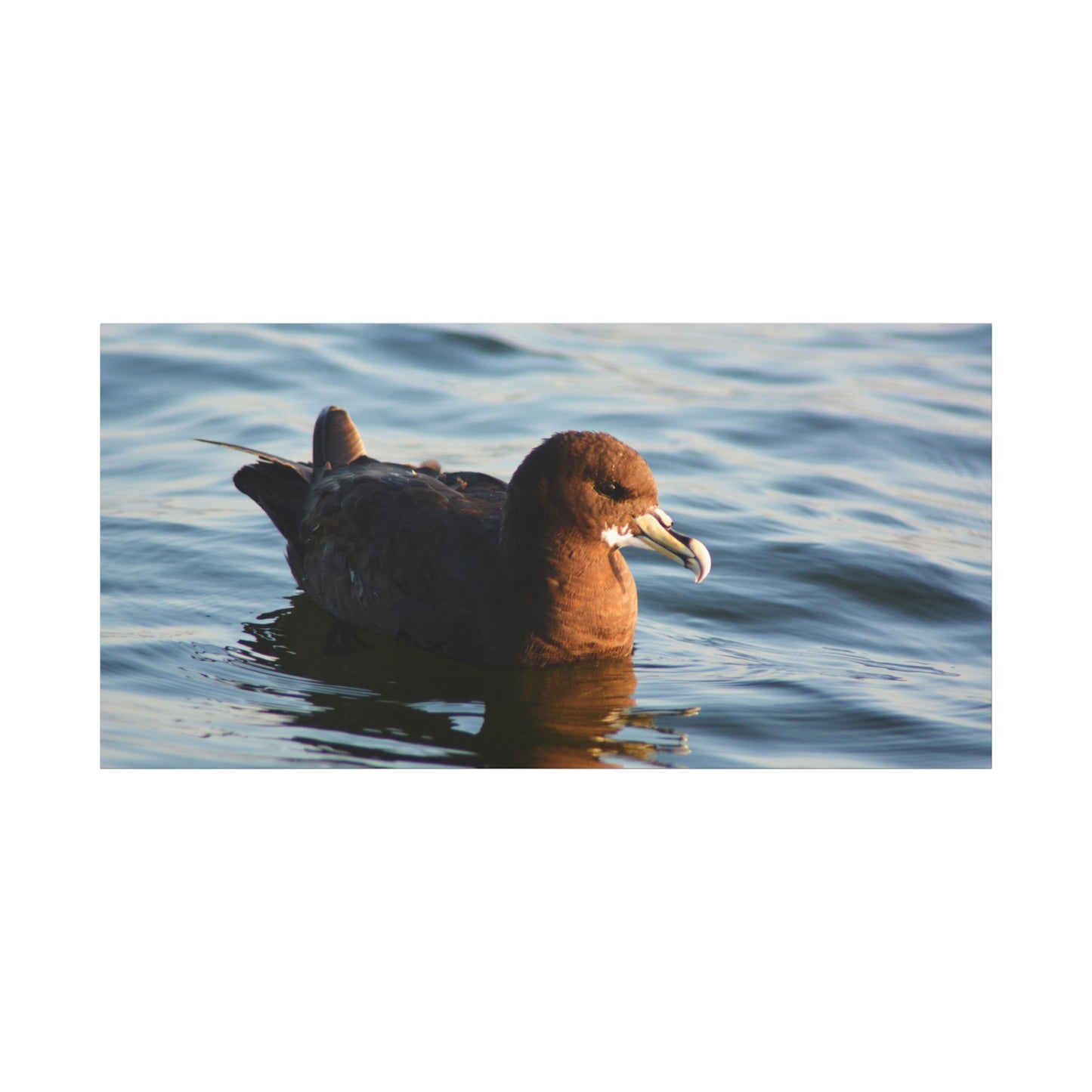 Bird Art Wall Decor, Coastal Wall Art, Ocean Decor, Nature Photography, Sea Bird Print