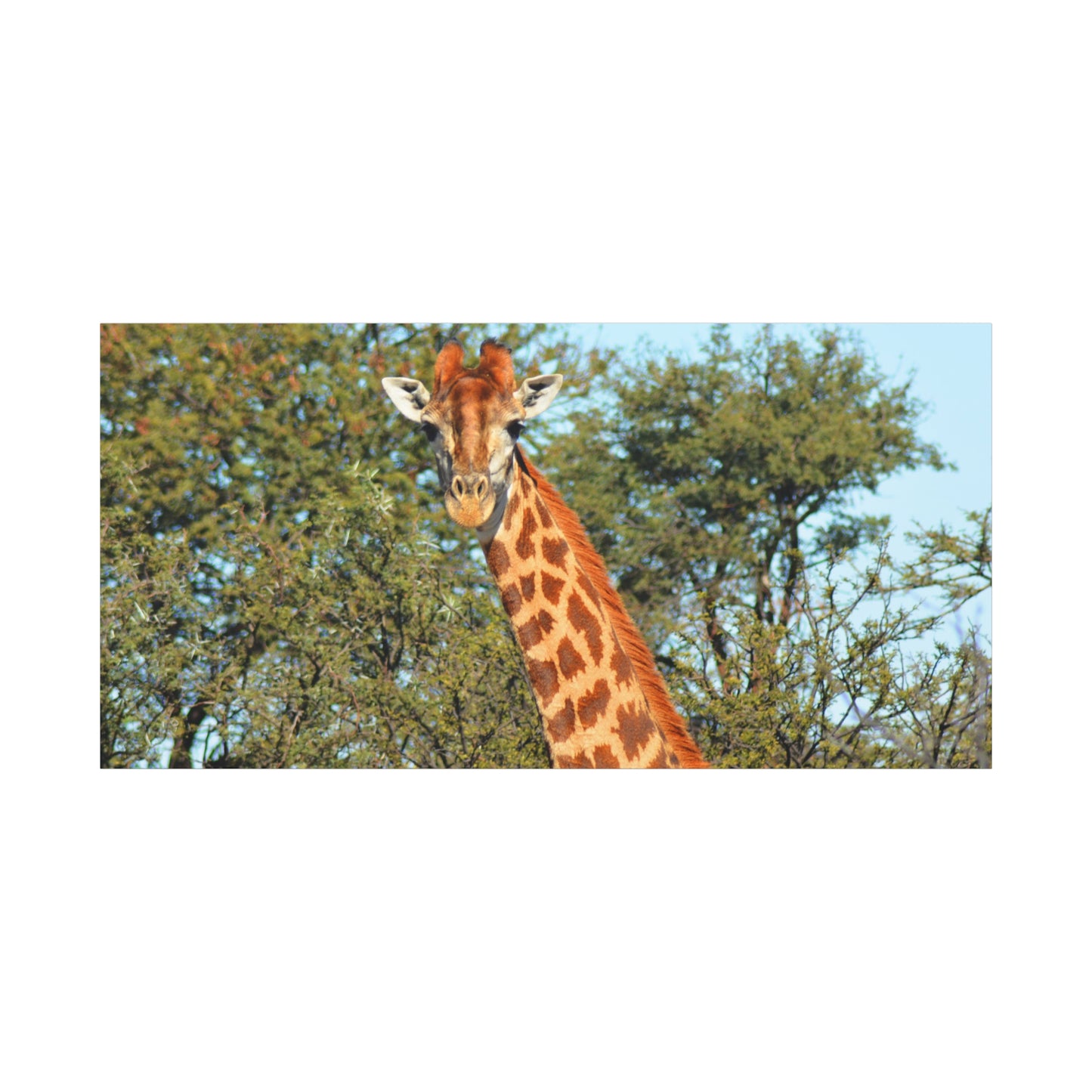 Elegant Giraffe Canvas