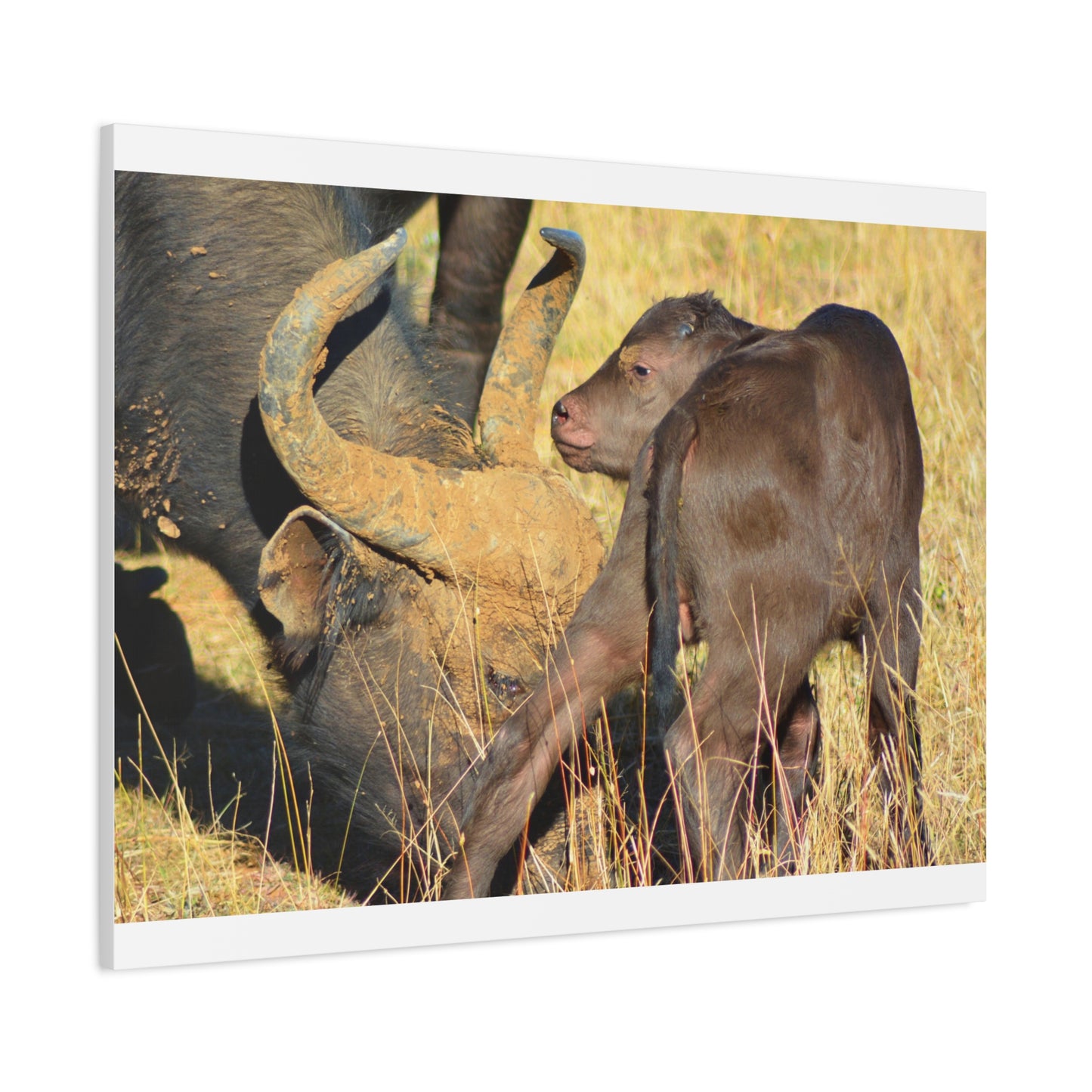 Cape Buffalo Tends to Calf