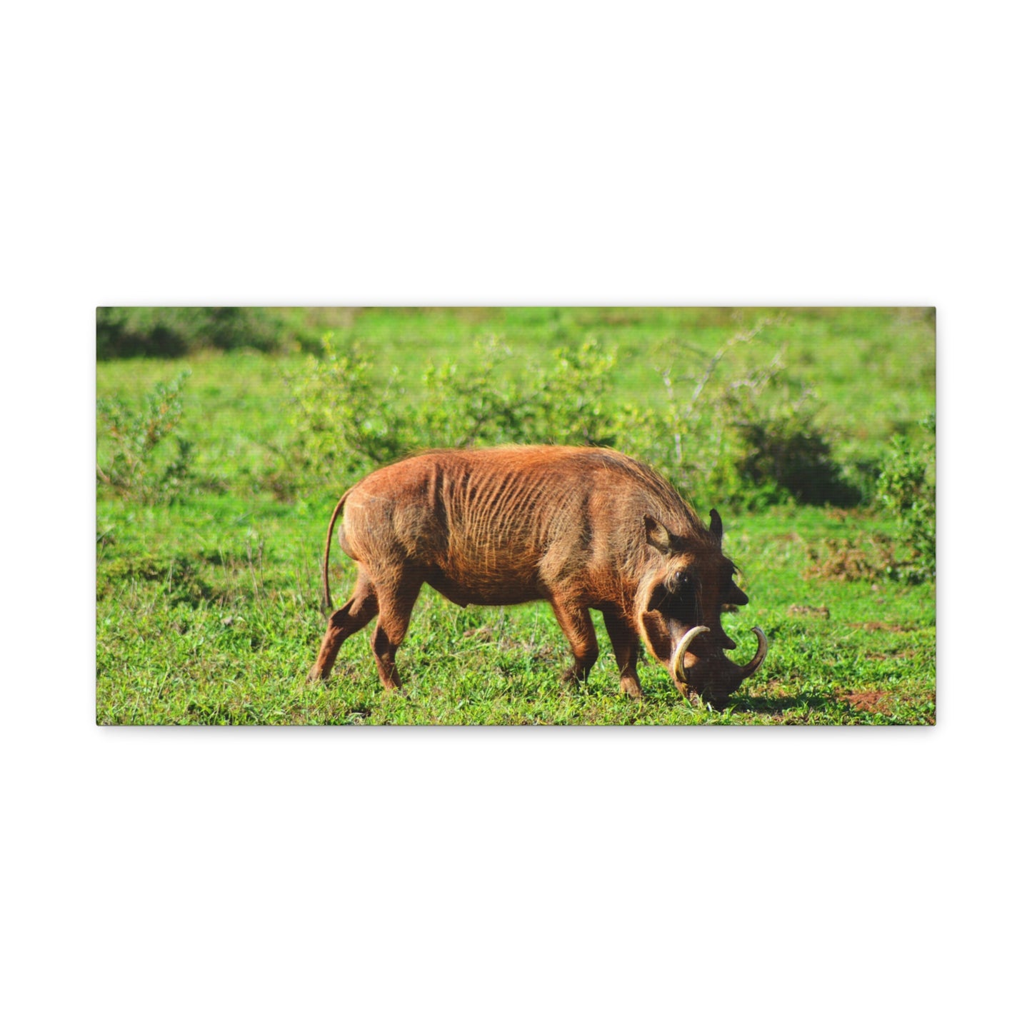 African Warthog - Canvas Print