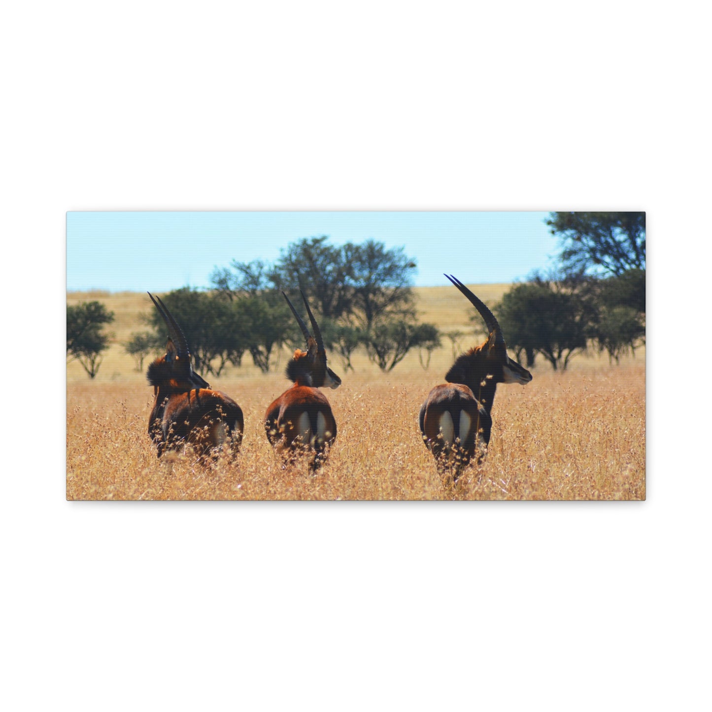 Sable Trio in Africa Canvas Print