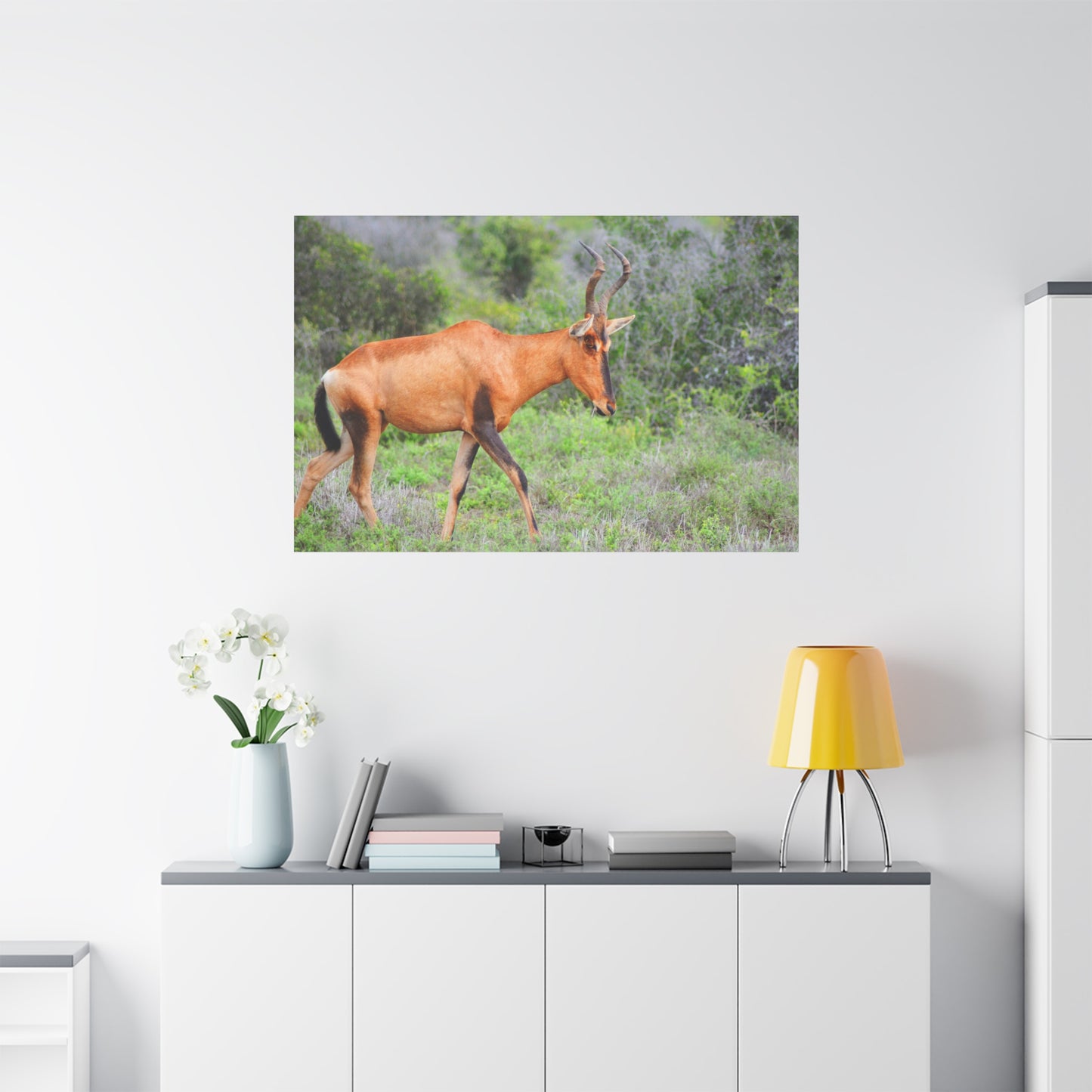 Red Hartebeest - Canvas Print