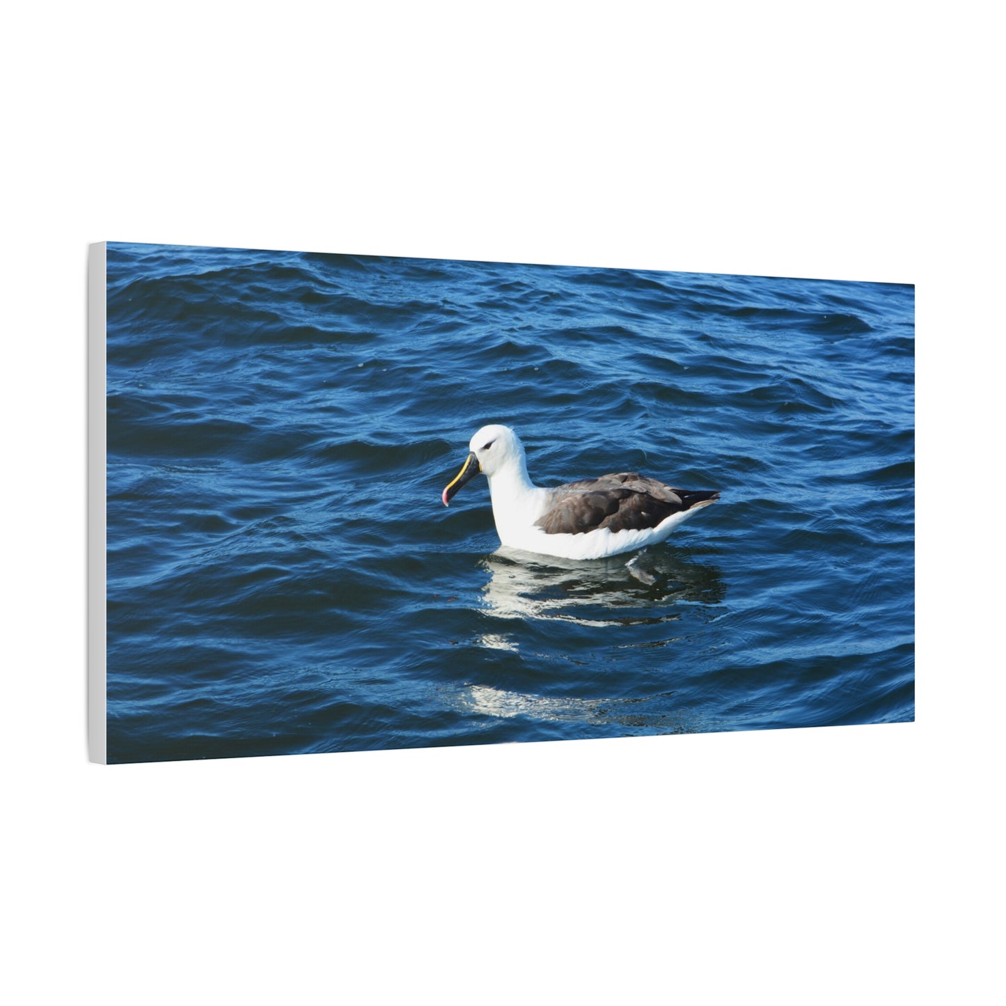 Albatross Canvas Print Sea Bird