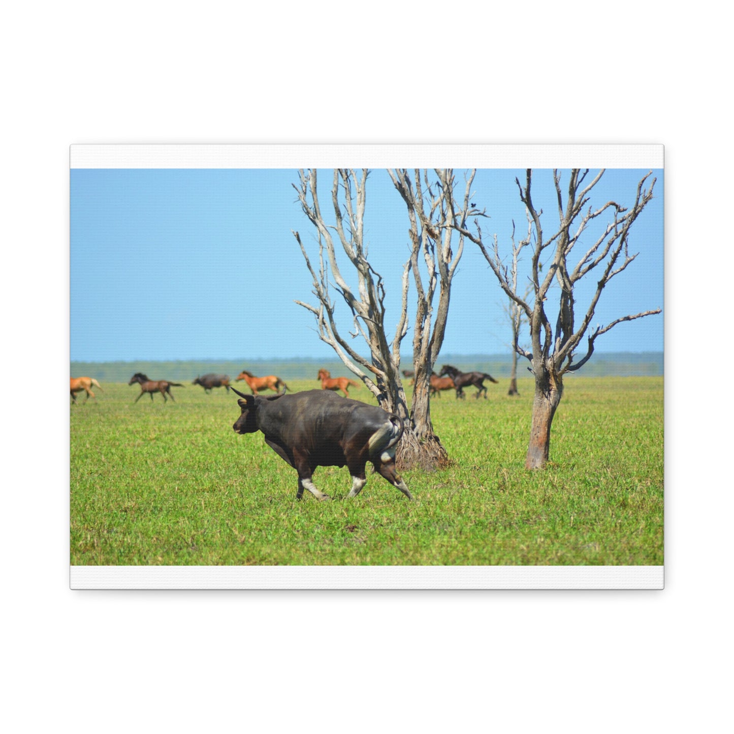 Australia Banteng - Canvas Print