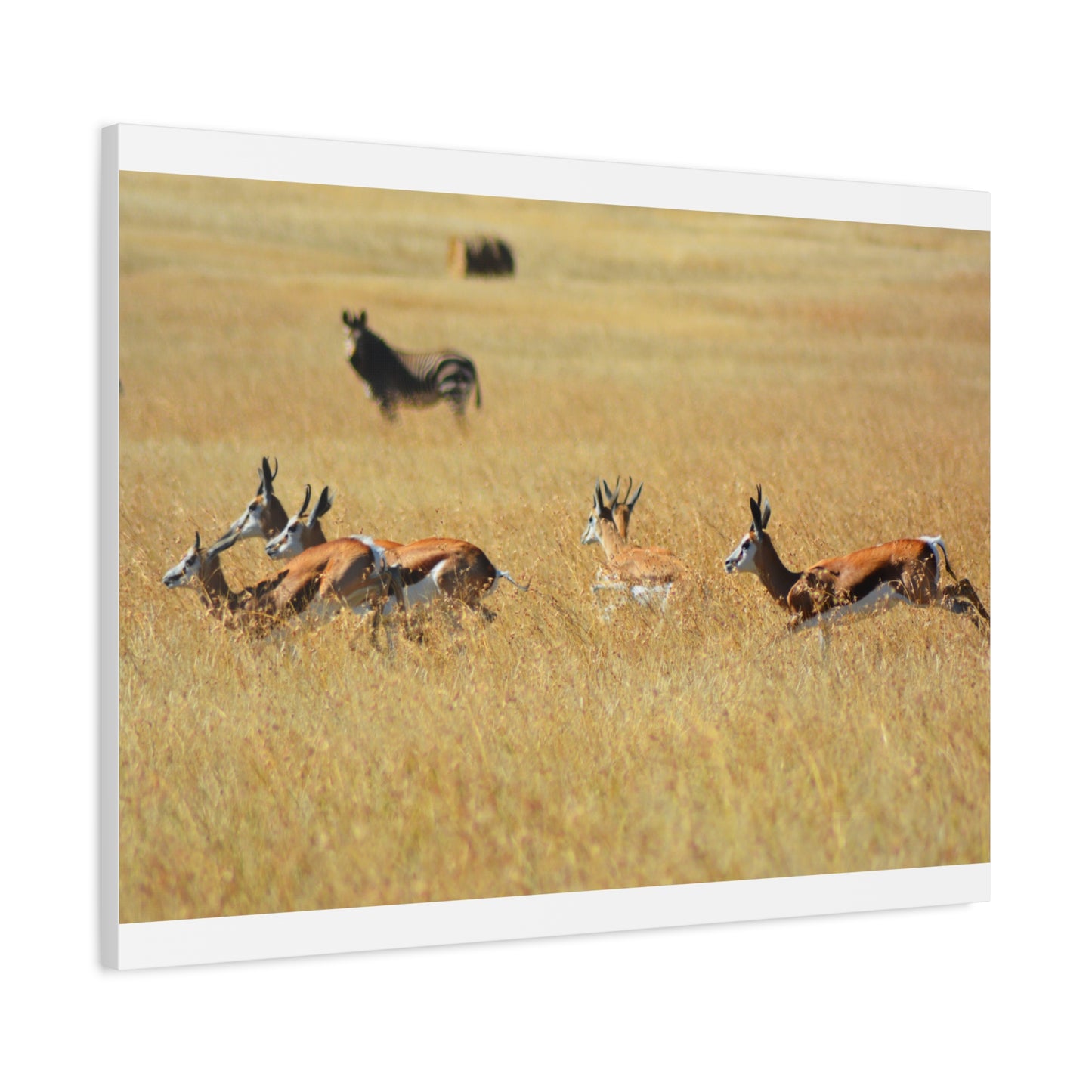 Springbok Herd in African Savannah