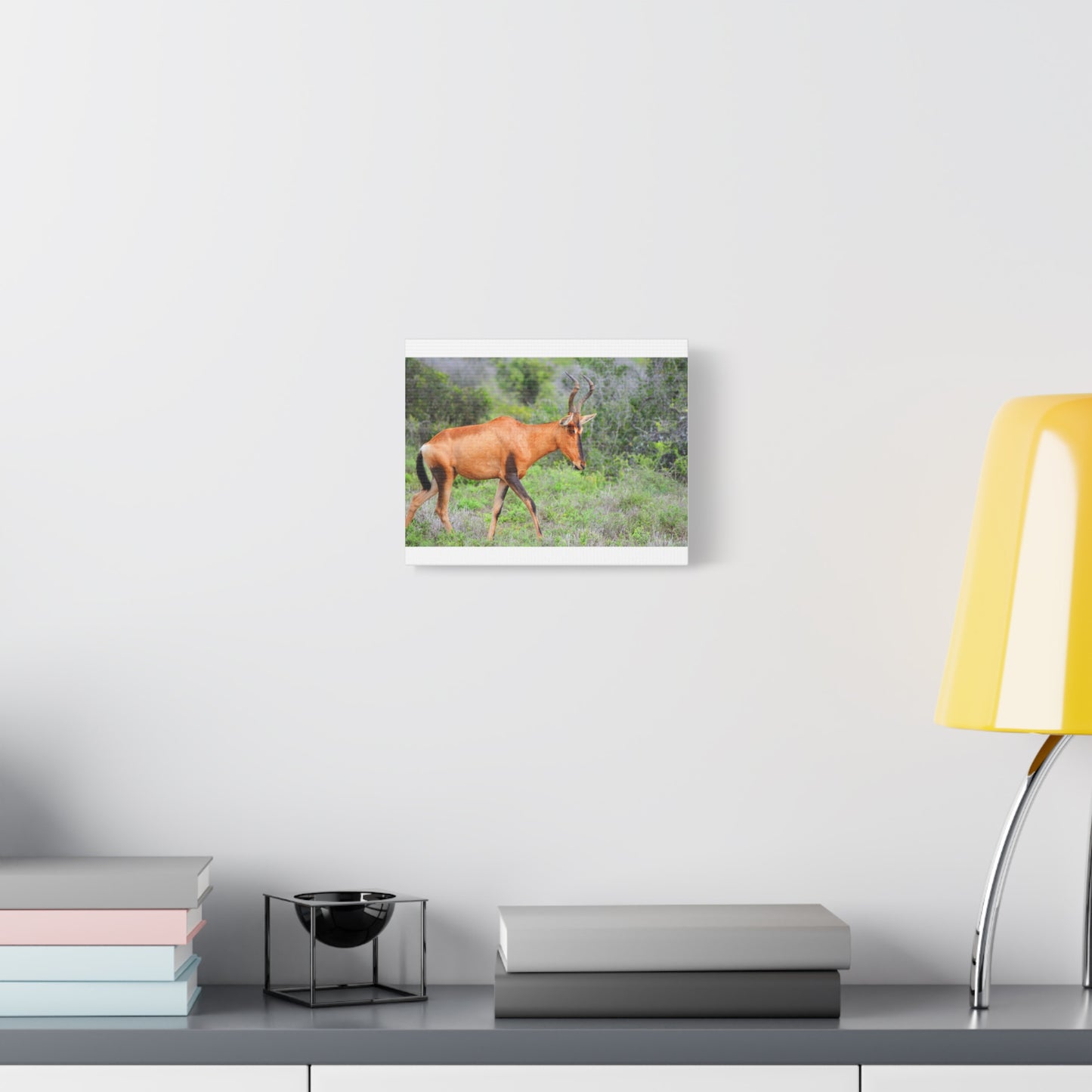 Red Hartebeest - Canvas Print