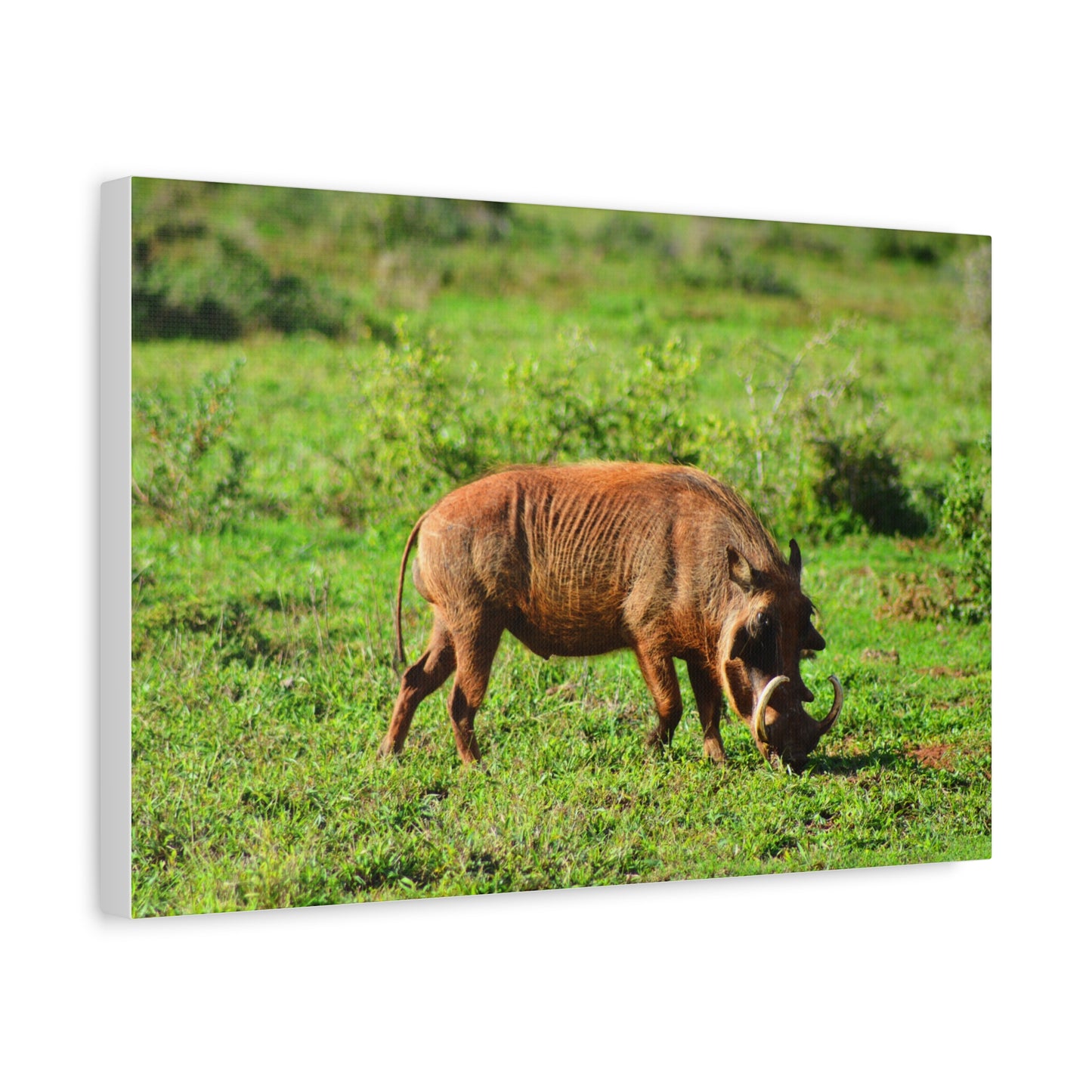 African Warthog - Canvas Print