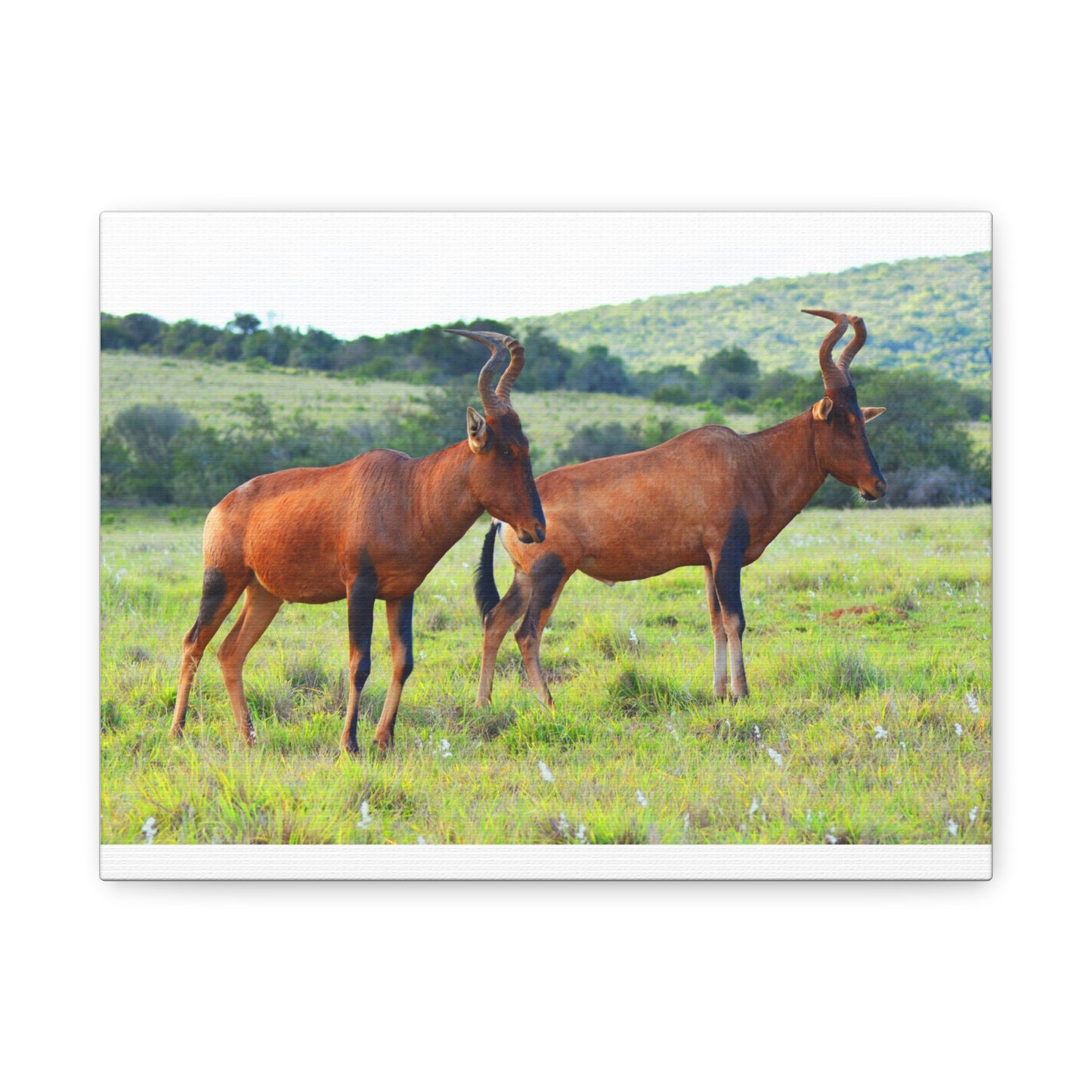 African Red Hartebeest - Canvas Print