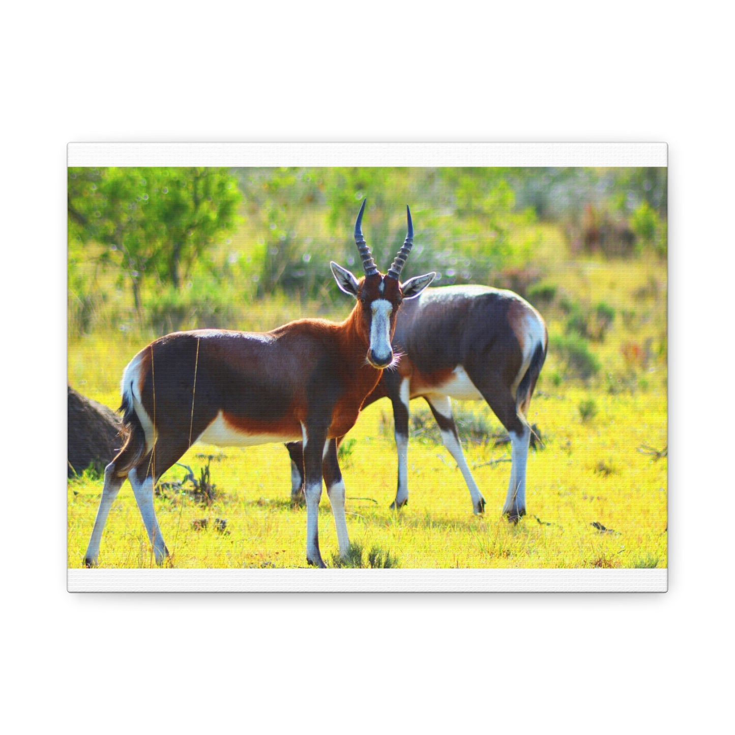 Blesbok in Africa - Canvas Print