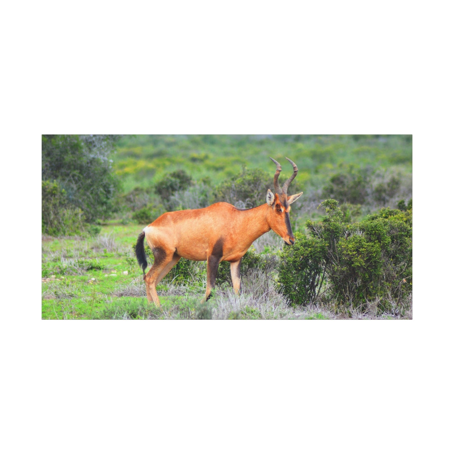 Africa Red Hartebeest - Canvas Print