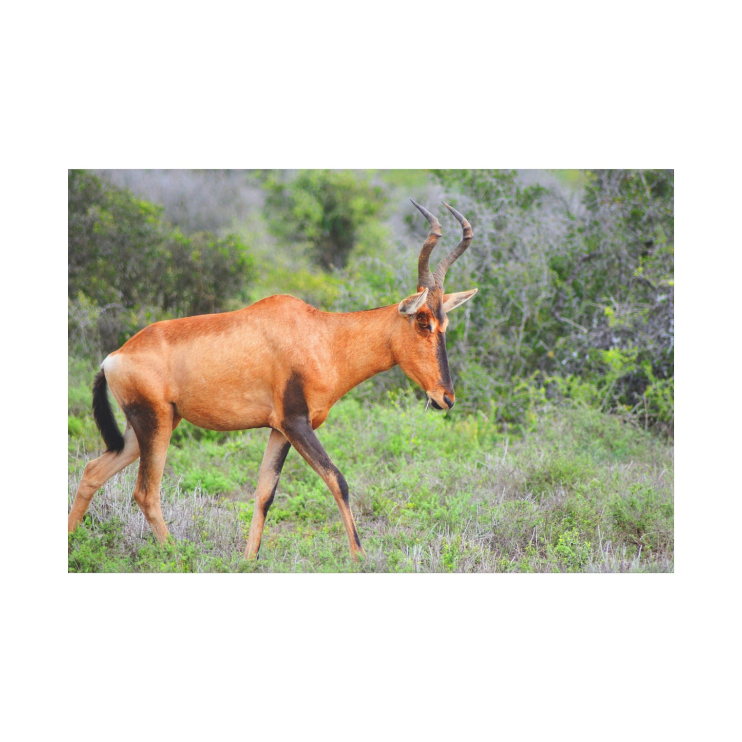 Red Hartebeest - Canvas Print