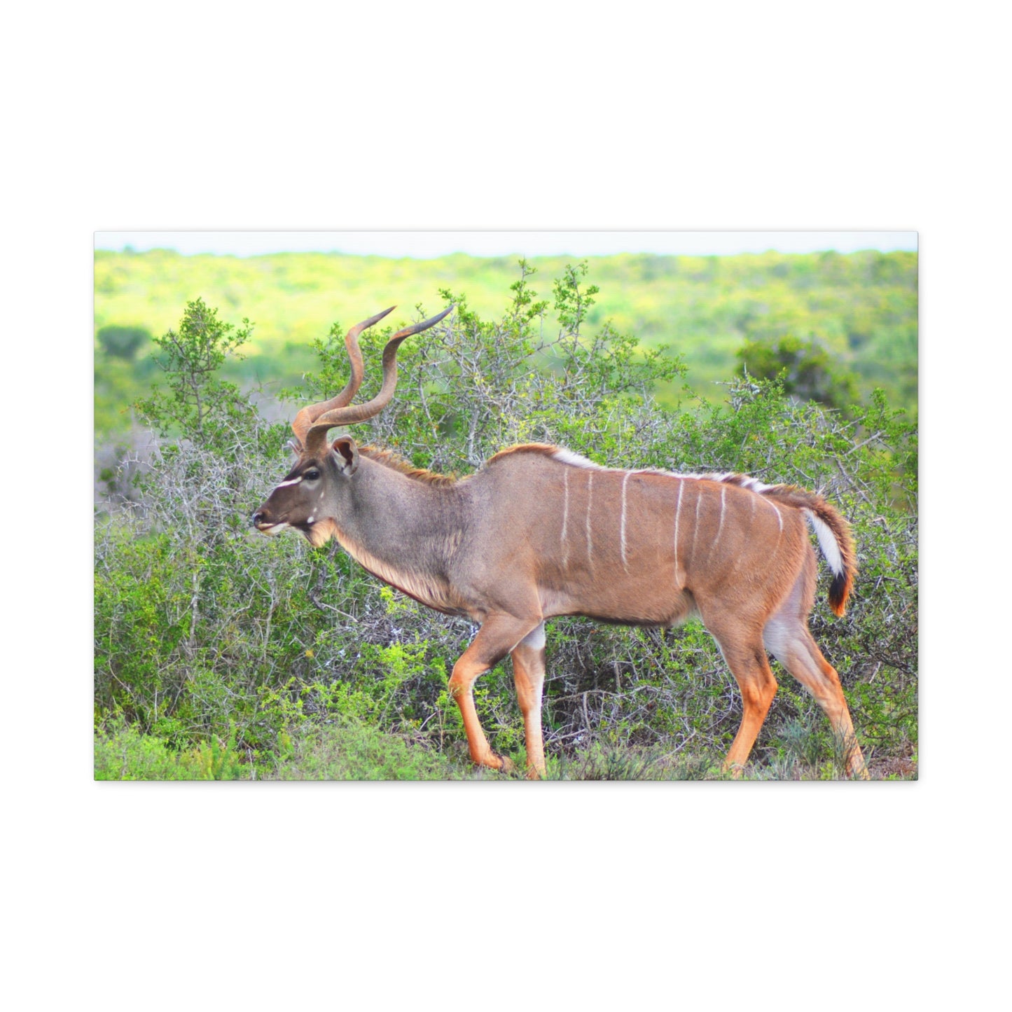 Africa Kudu Bull - Canvas Print