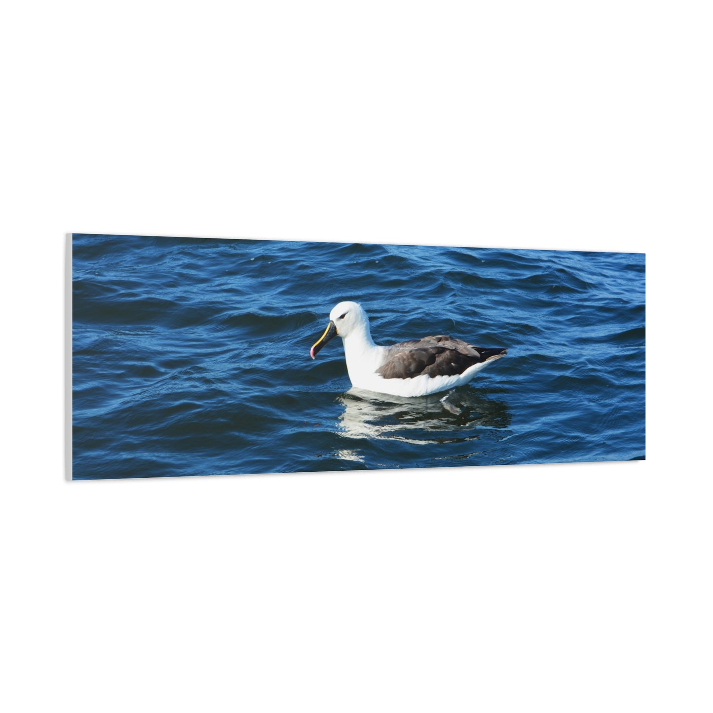 Albatross Canvas Print Sea Bird
