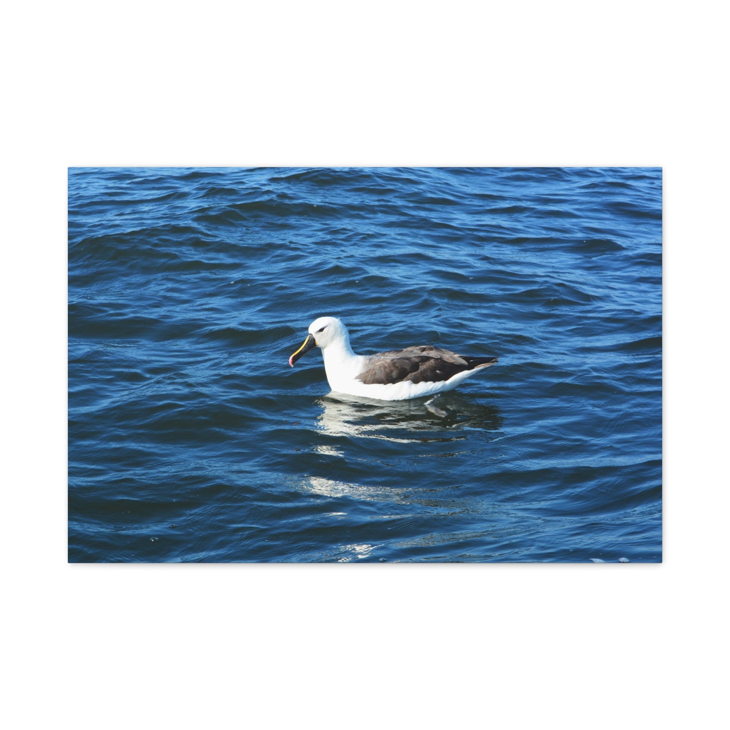 Albatross Canvas Print Sea Bird