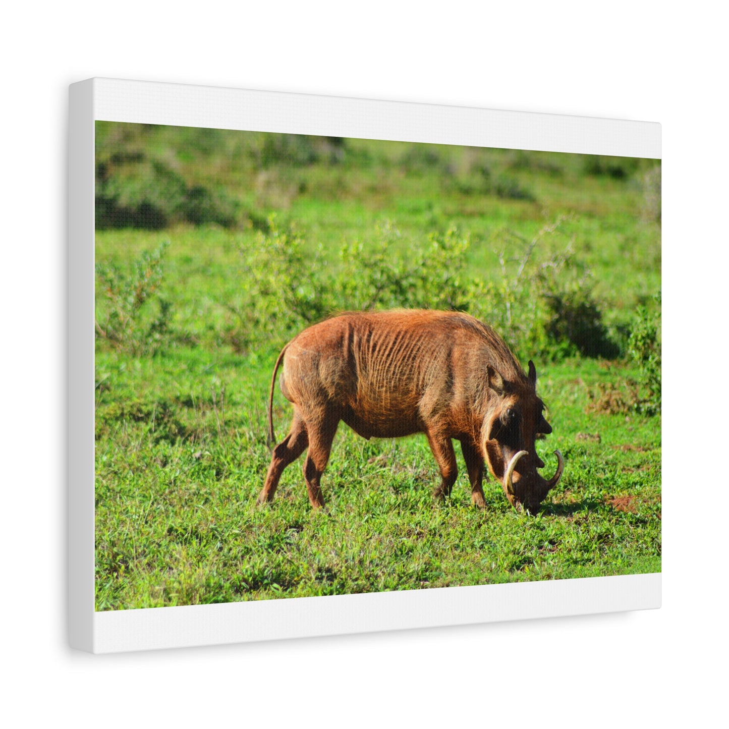African Warthog - Canvas Print