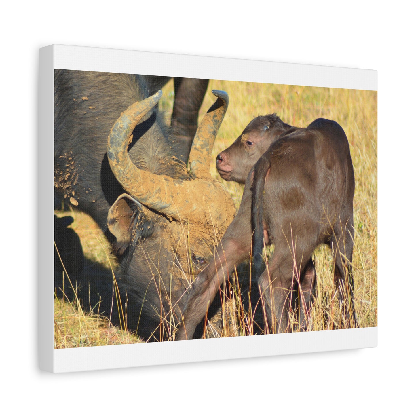 Cape Buffalo Tends to Calf