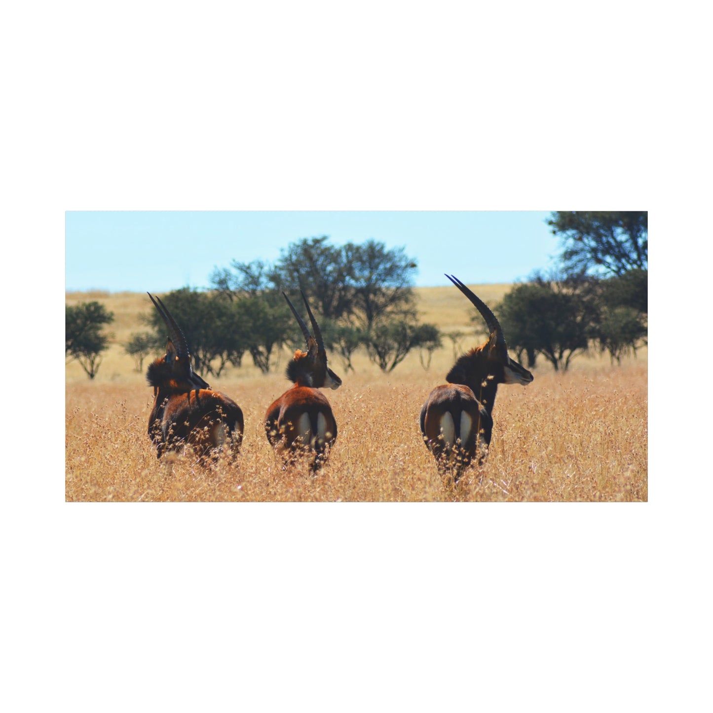 Sable Trio in Africa Canvas Print