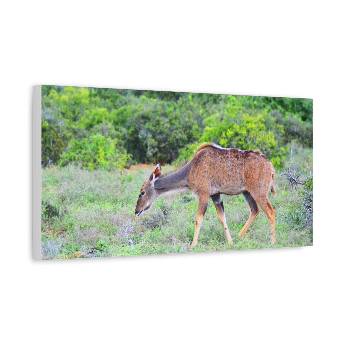 Africa Kudu Cow - Canvas Print