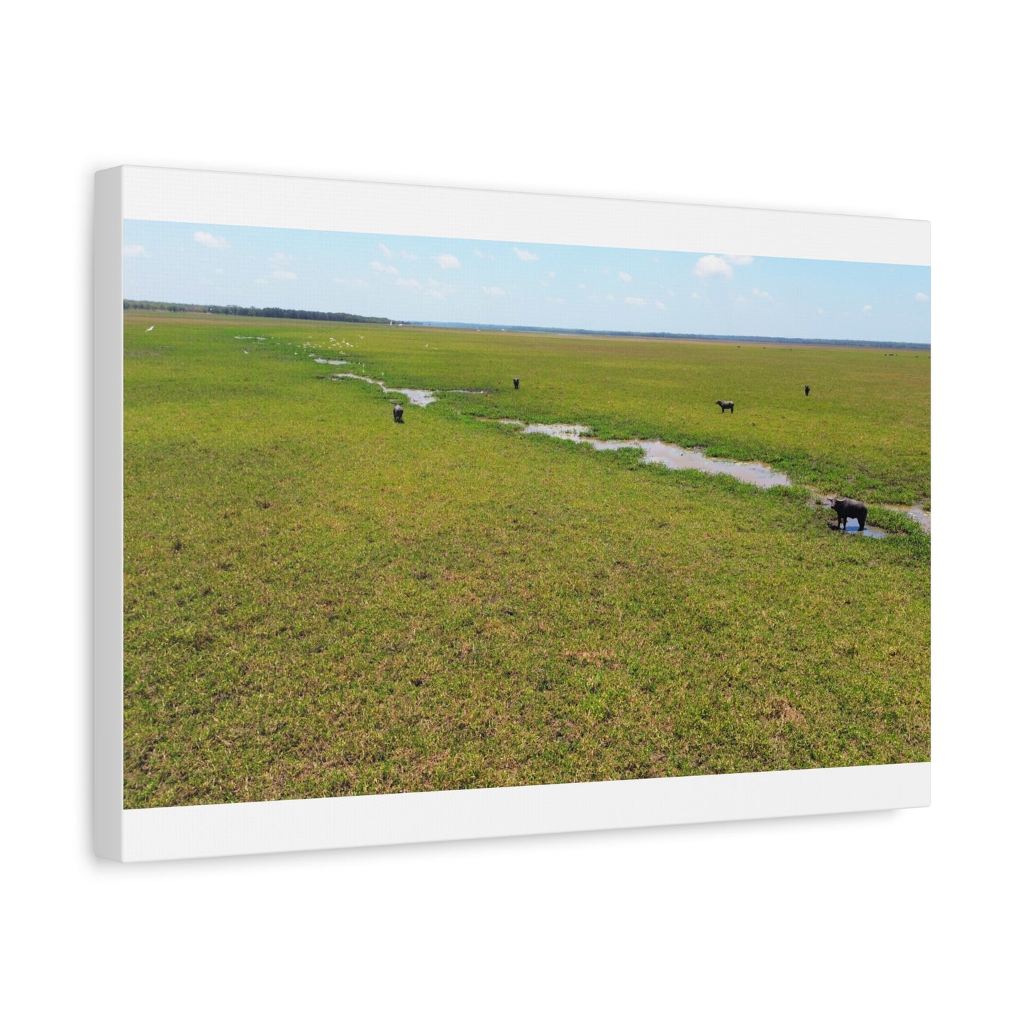 Asiatic Water Buffalo Australian Outback - Canvas Print