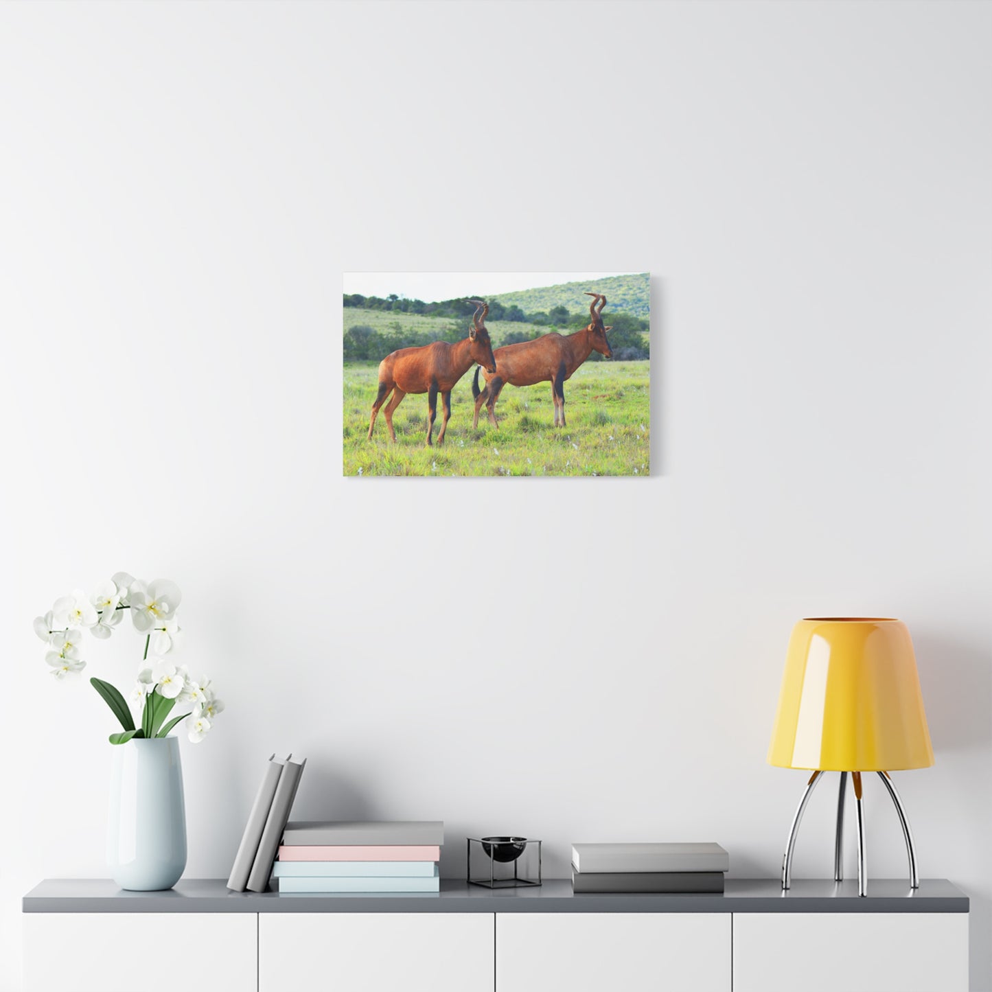 African Red Hartebeest - Canvas Print