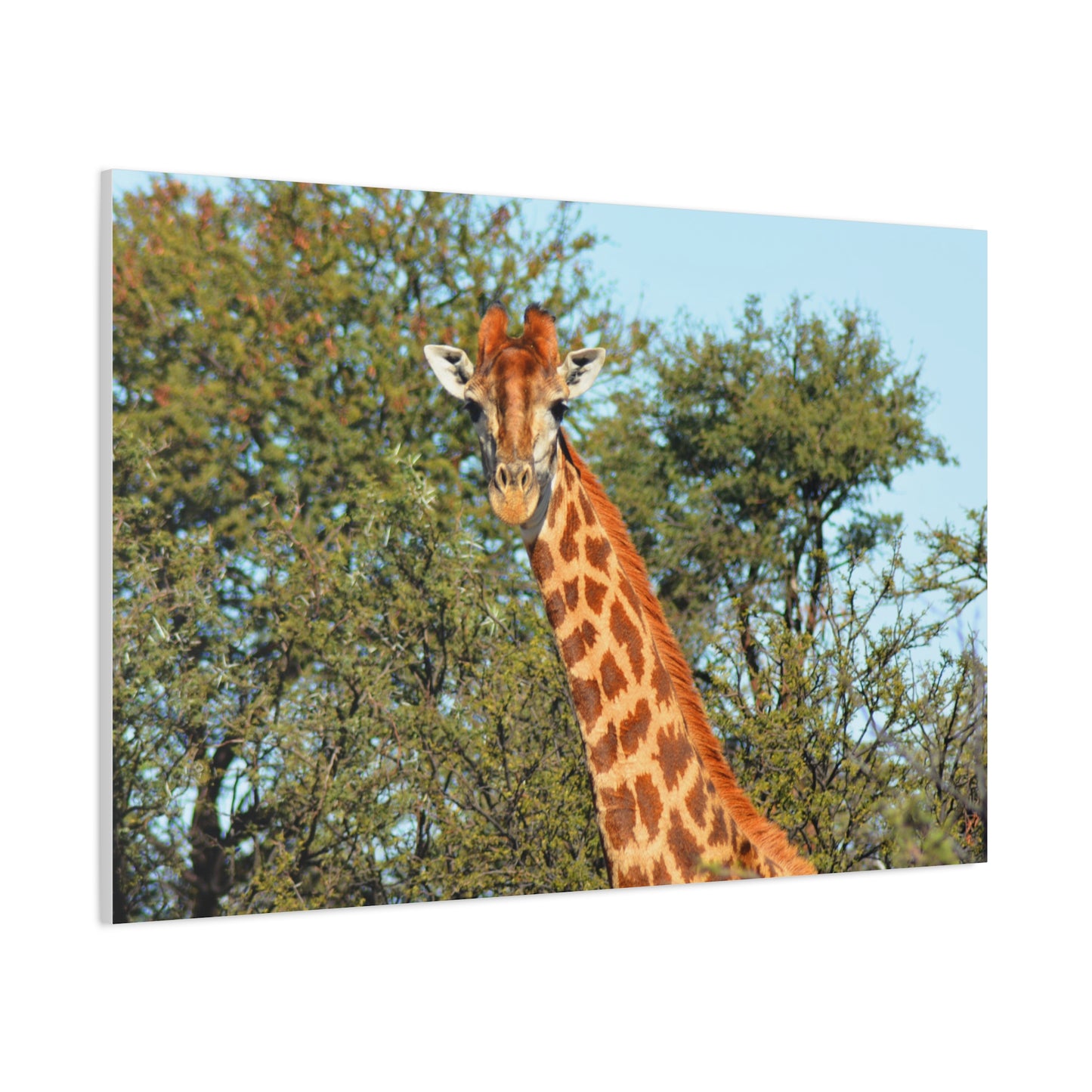 Elegant Giraffe Canvas