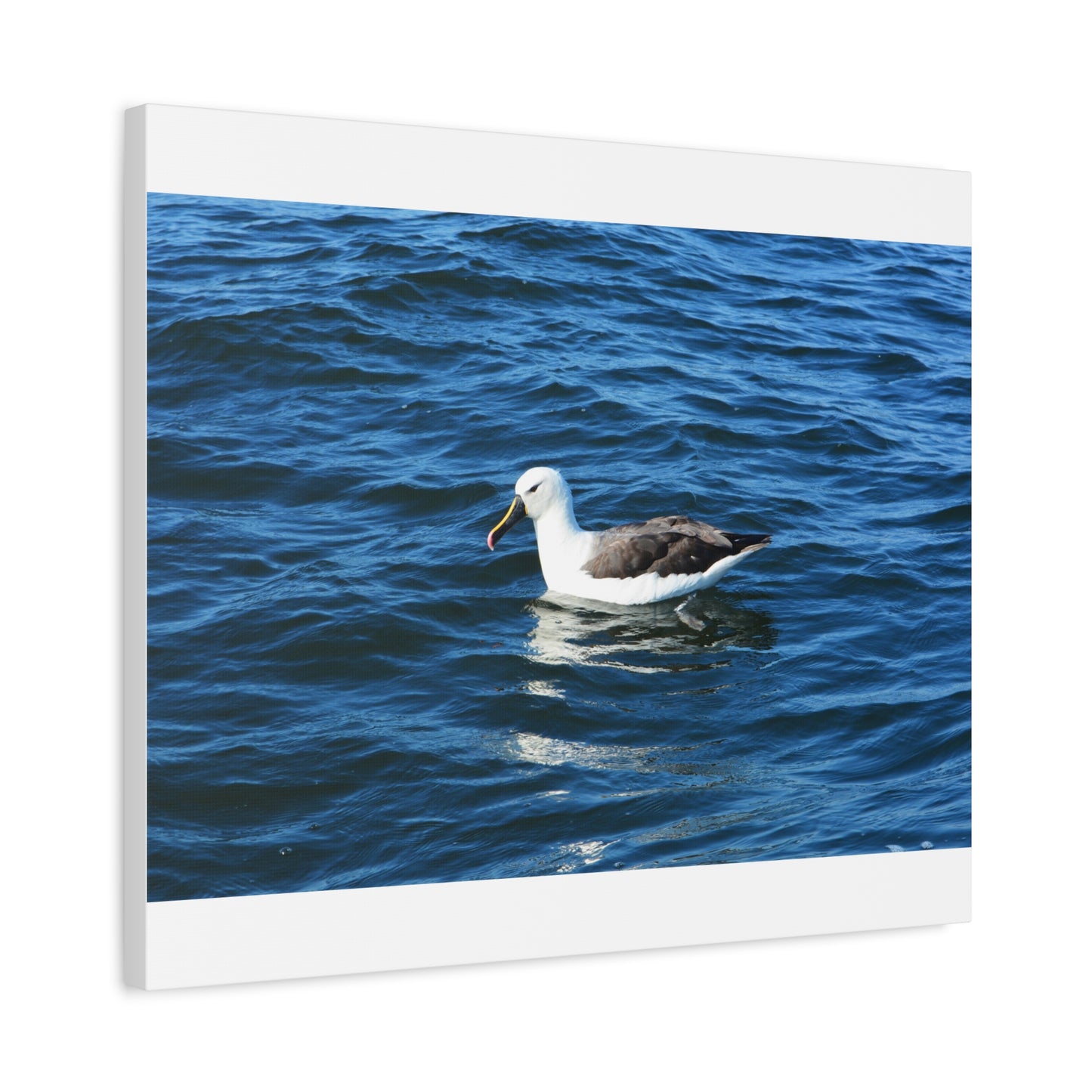 Albatross Canvas Print Sea Bird