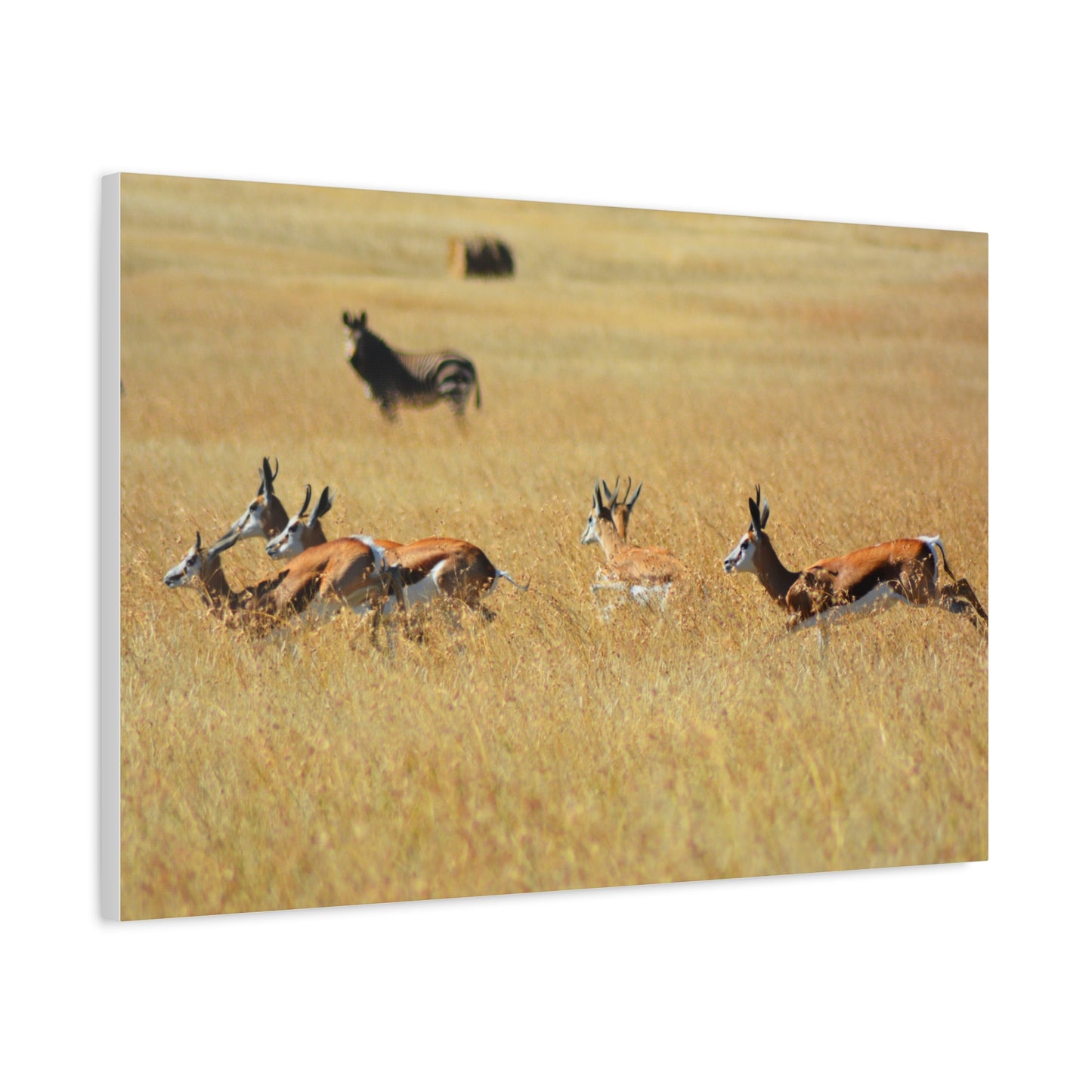 Springbok Herd in African Savannah