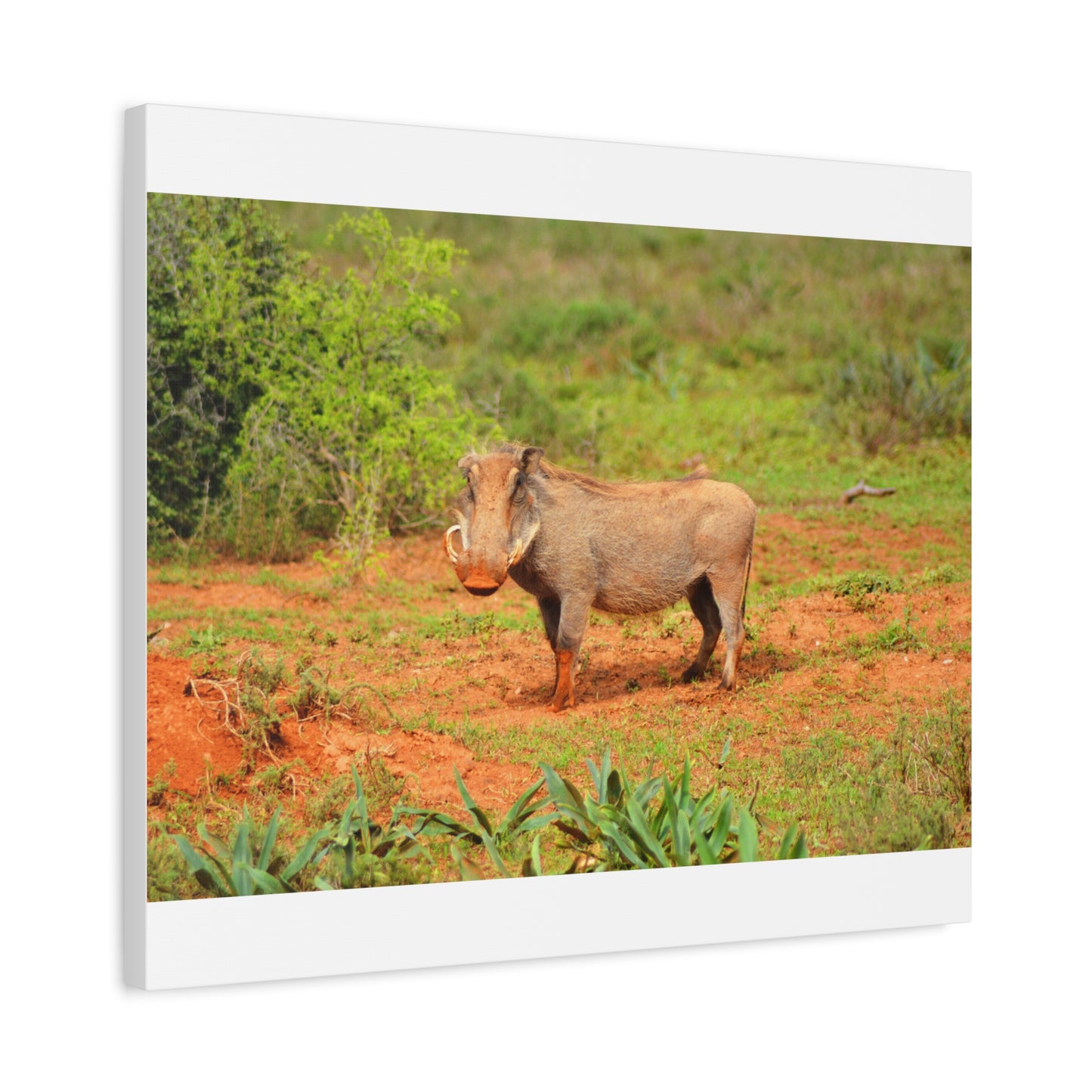 Dirty Warthog - Canvas Print
