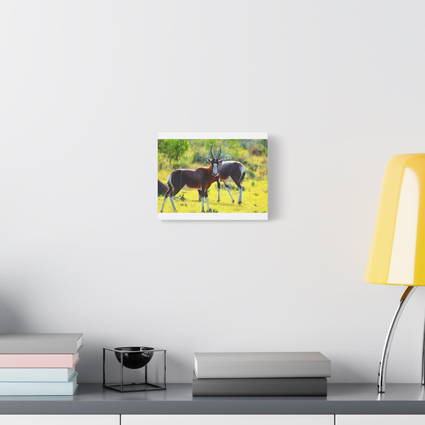 Blesbok in Africa - Canvas Print