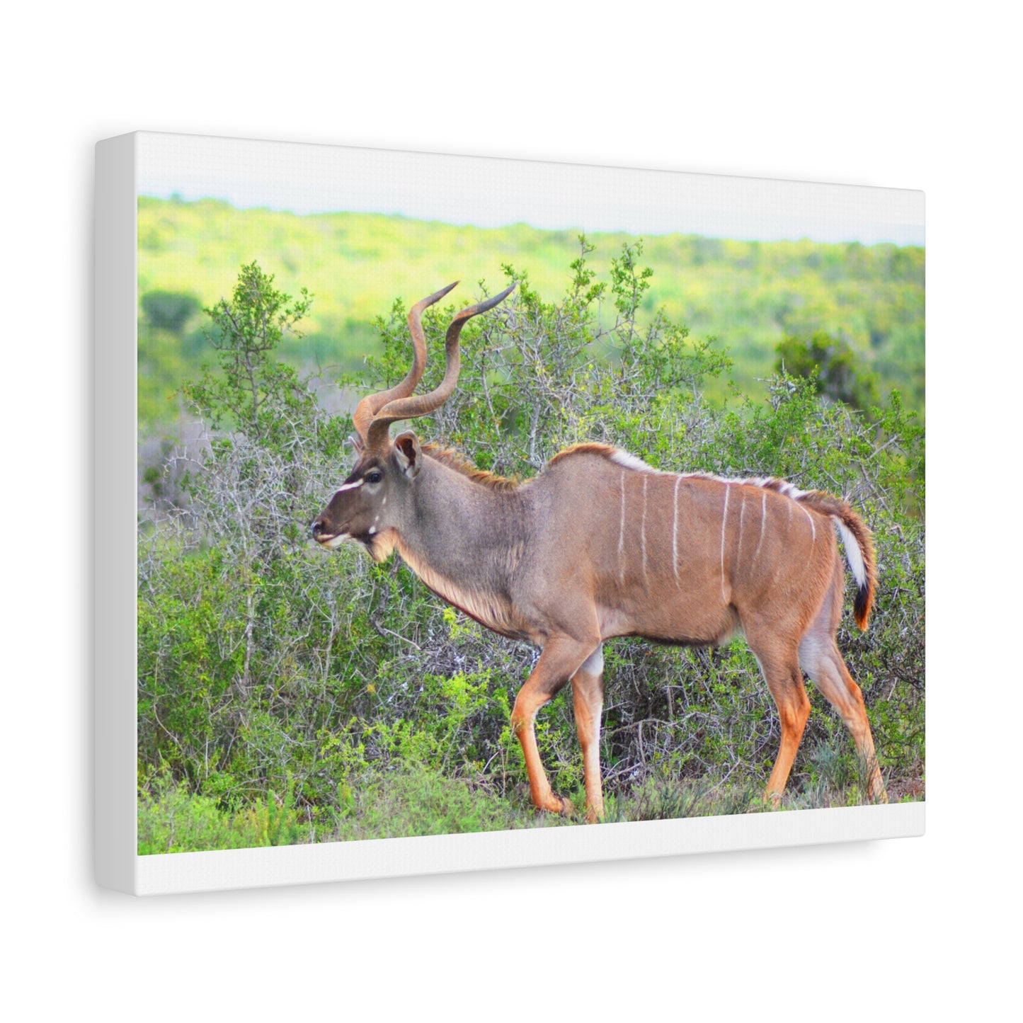Africa Kudu Bull - Canvas Print