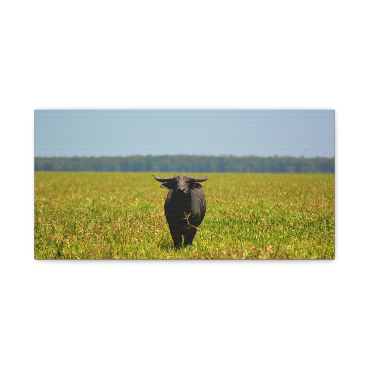 Asiatic Water Buffalo Australian Outback - Canvas Print