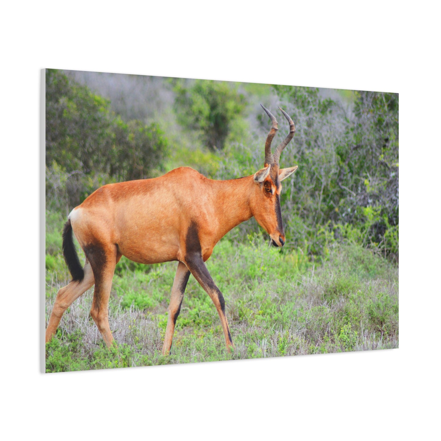 Red Hartebeest - Canvas Print