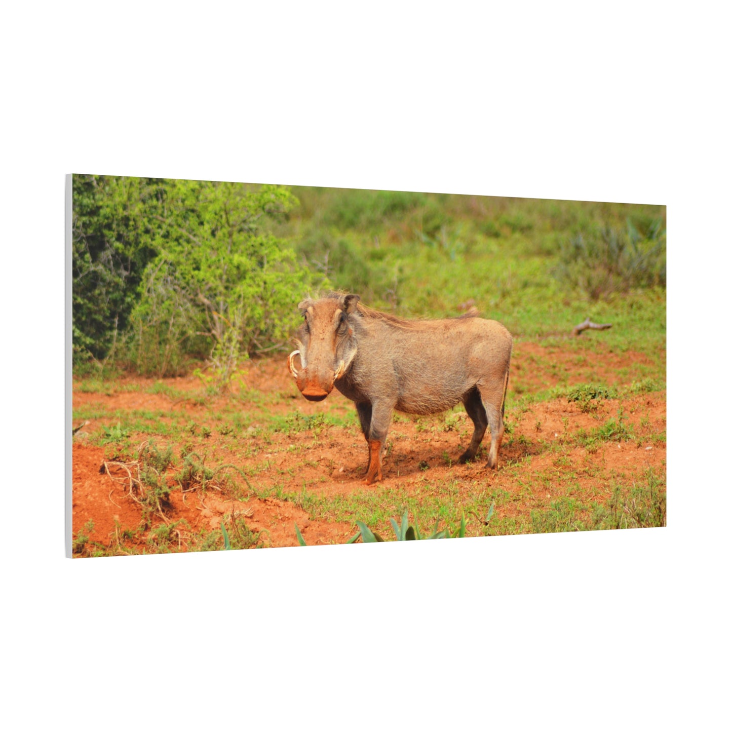 Dirty Warthog - Canvas Print