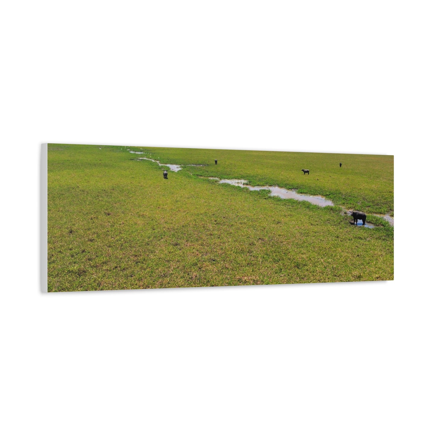 Asiatic Water Buffalo Australian Outback - Canvas Print