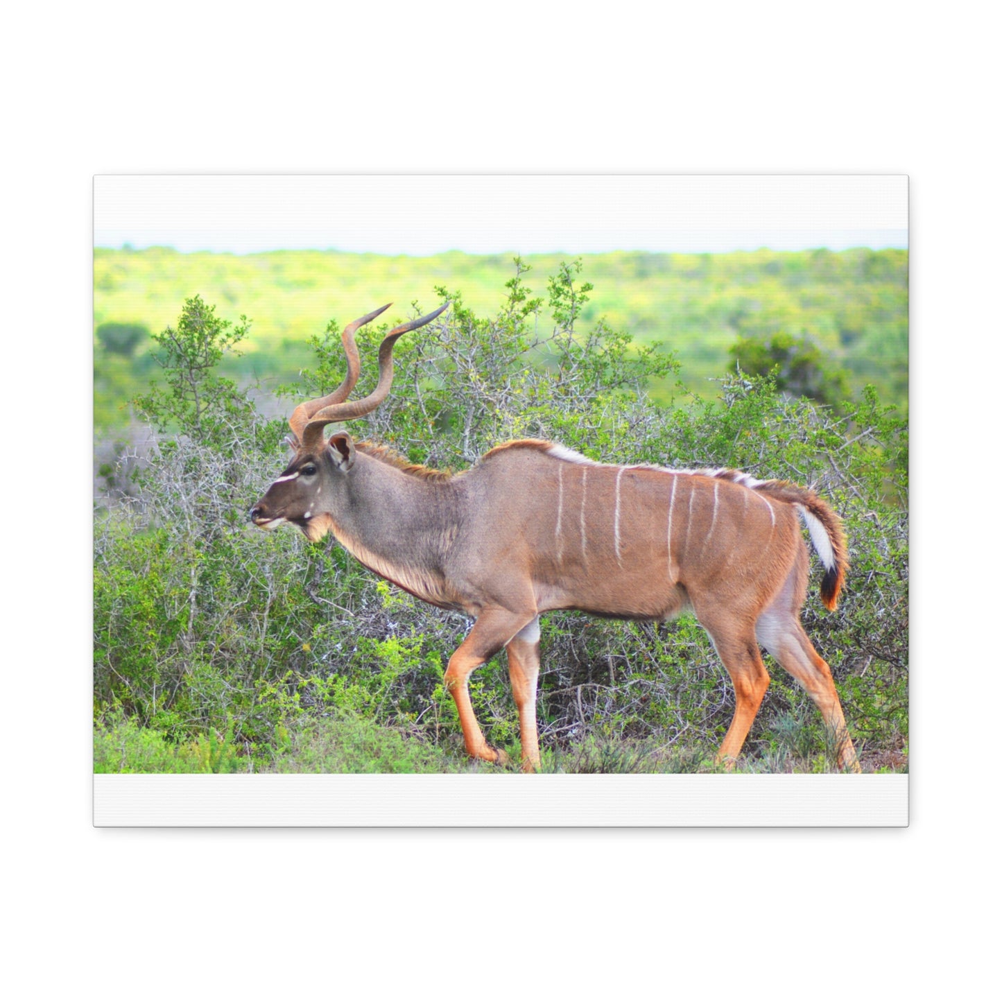 Africa Kudu Bull - Canvas Print