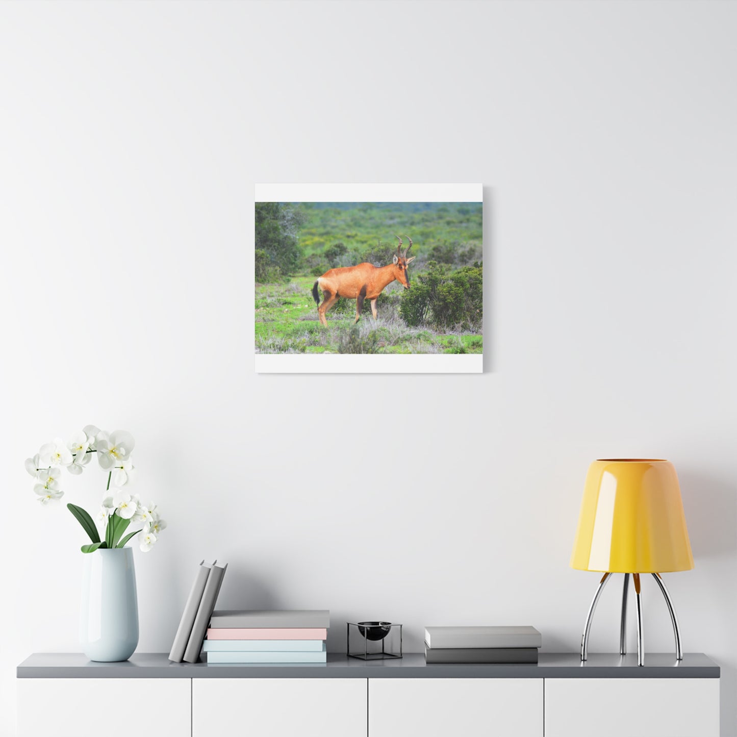 Africa Red Hartebeest - Canvas Print