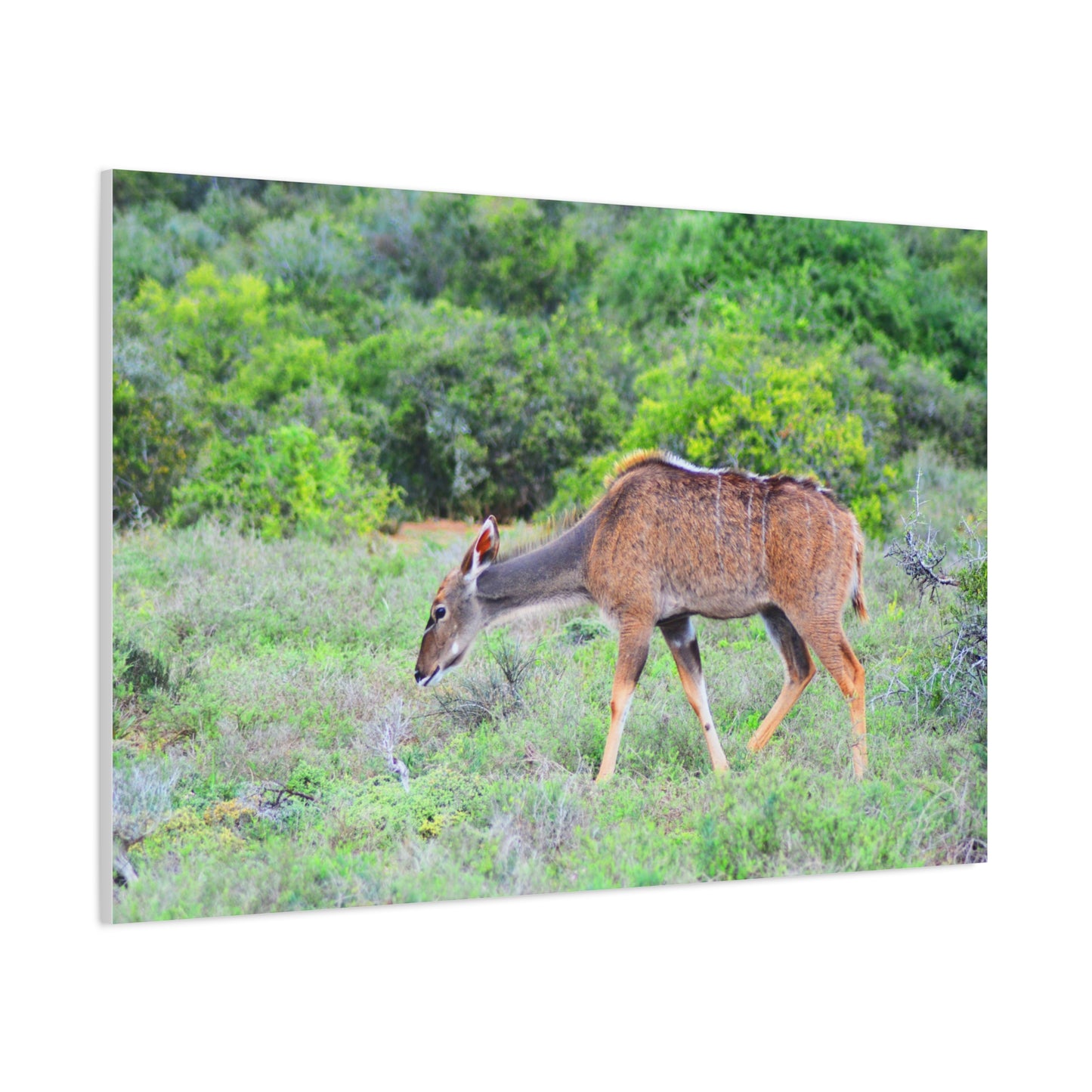 Africa Kudu Cow - Canvas Print