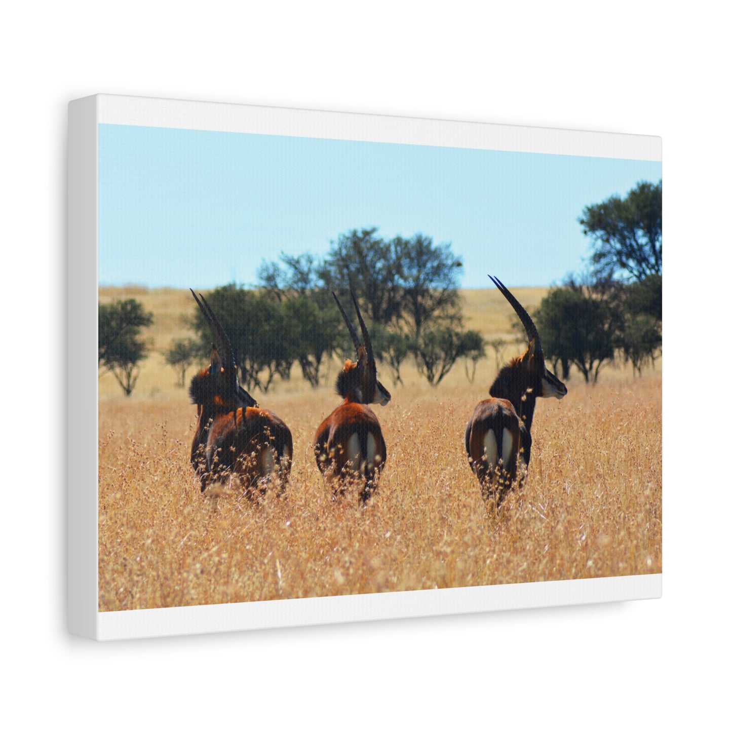 Sable Trio in Africa Canvas Print