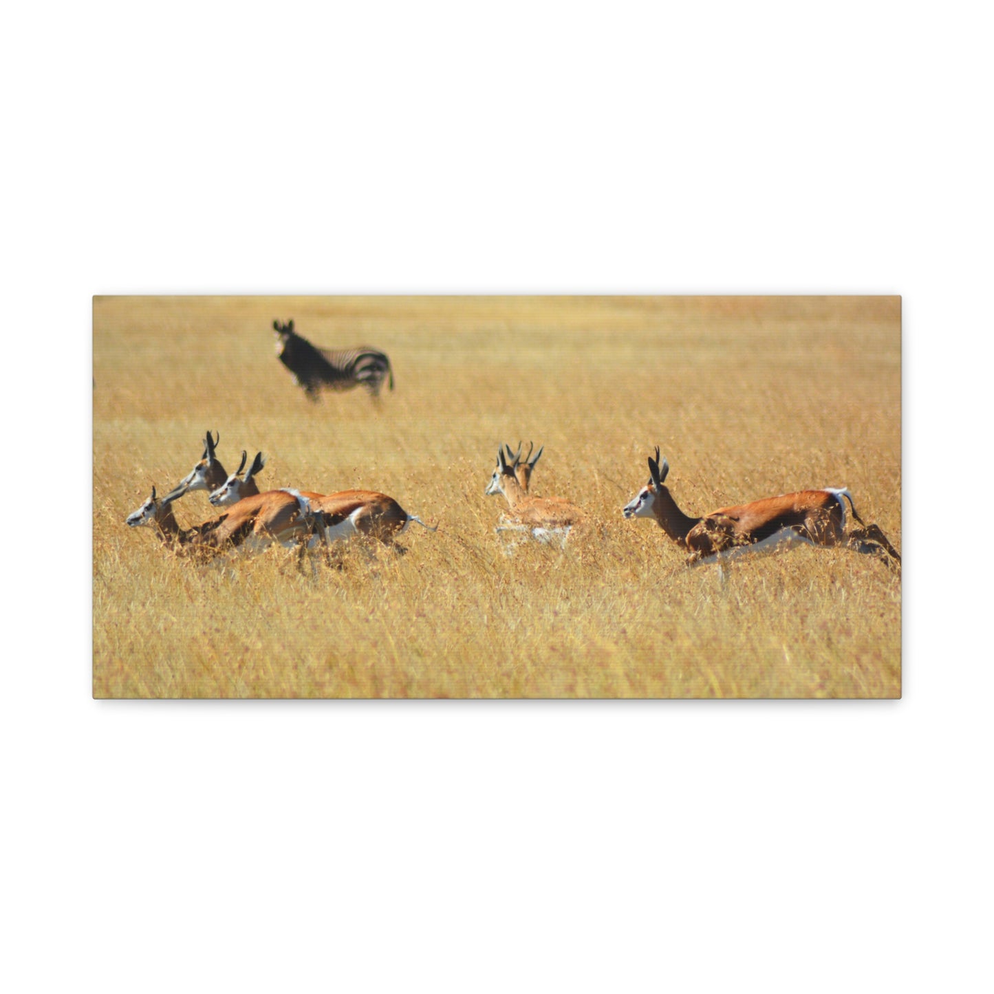 Springbok Herd in African Savannah