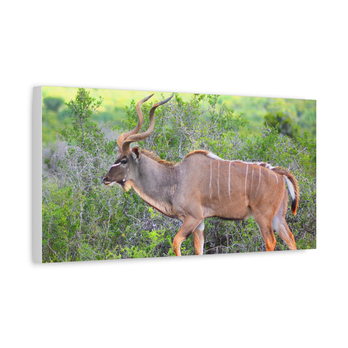 Africa Kudu Bull - Canvas Print