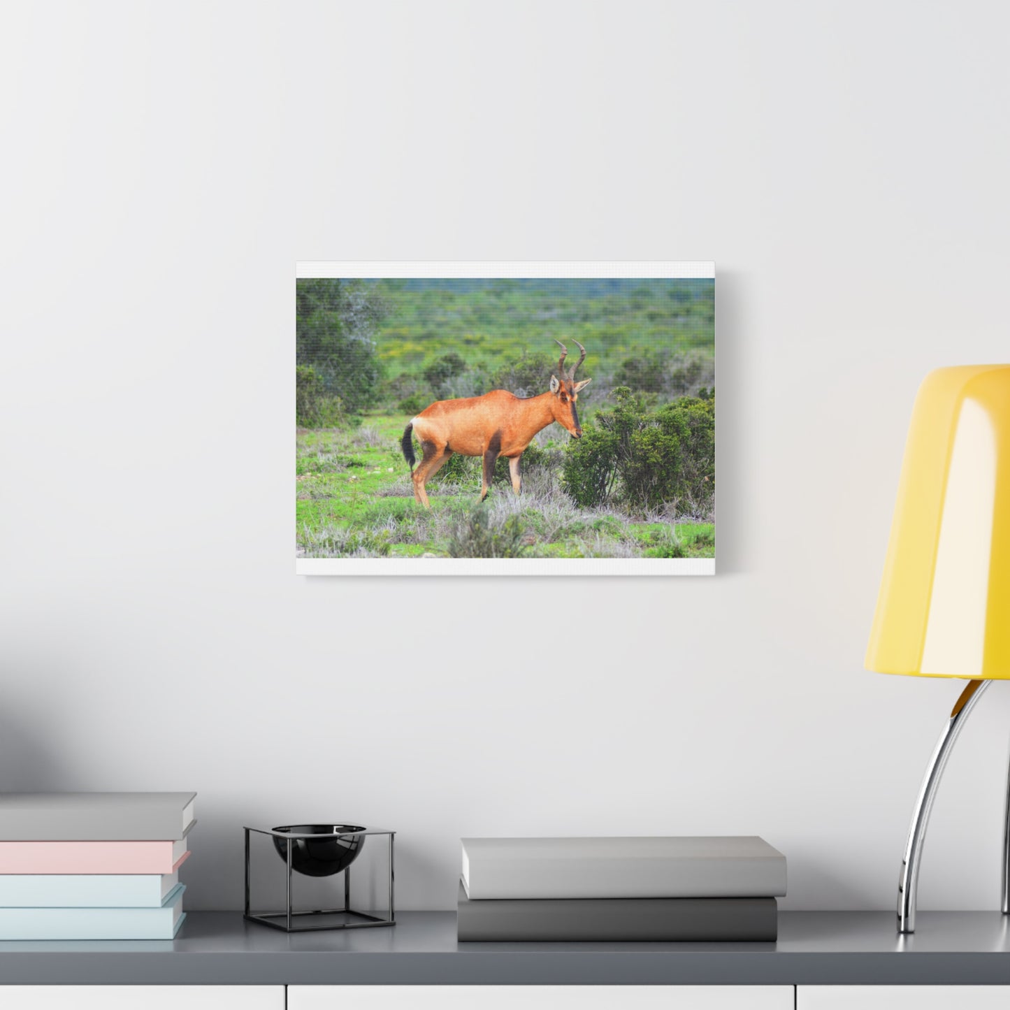 Africa Red Hartebeest - Canvas Print