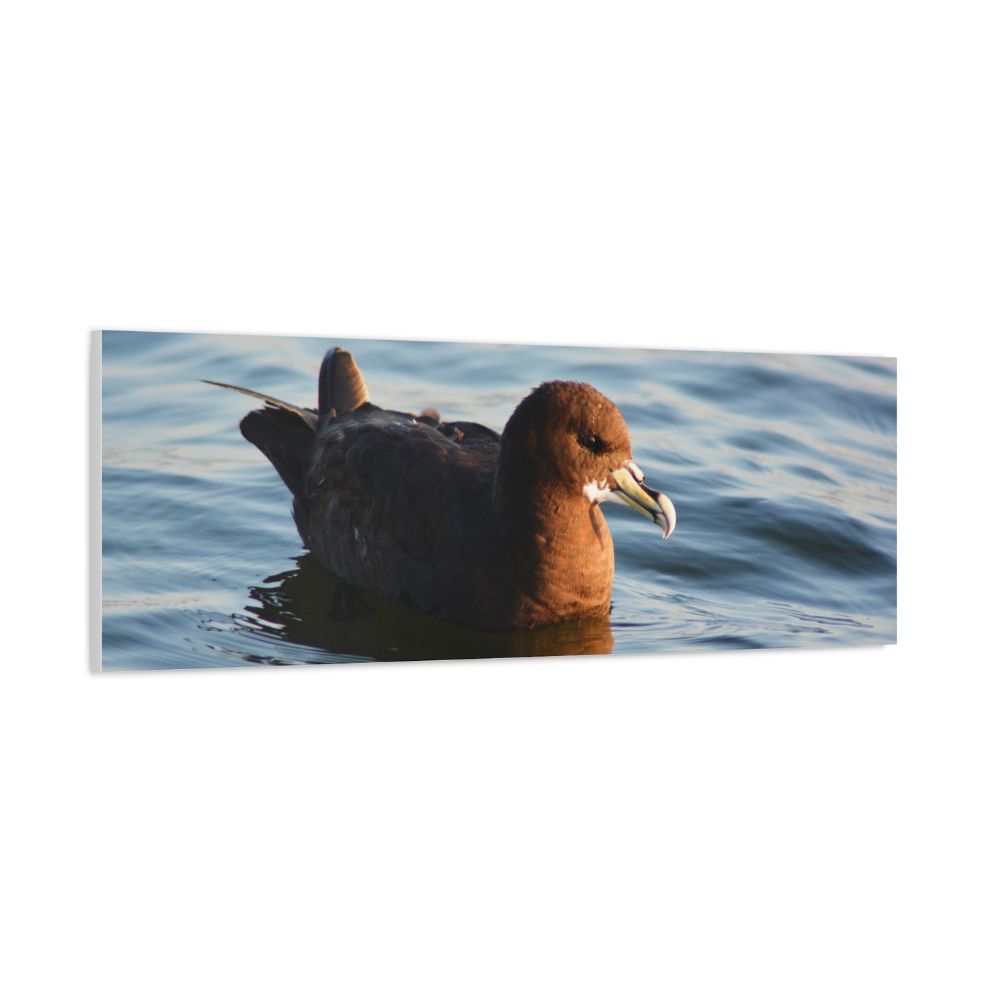 Bird Art Wall Decor, Coastal Wall Art, Ocean Decor, Nature Photography, Sea Bird Print
