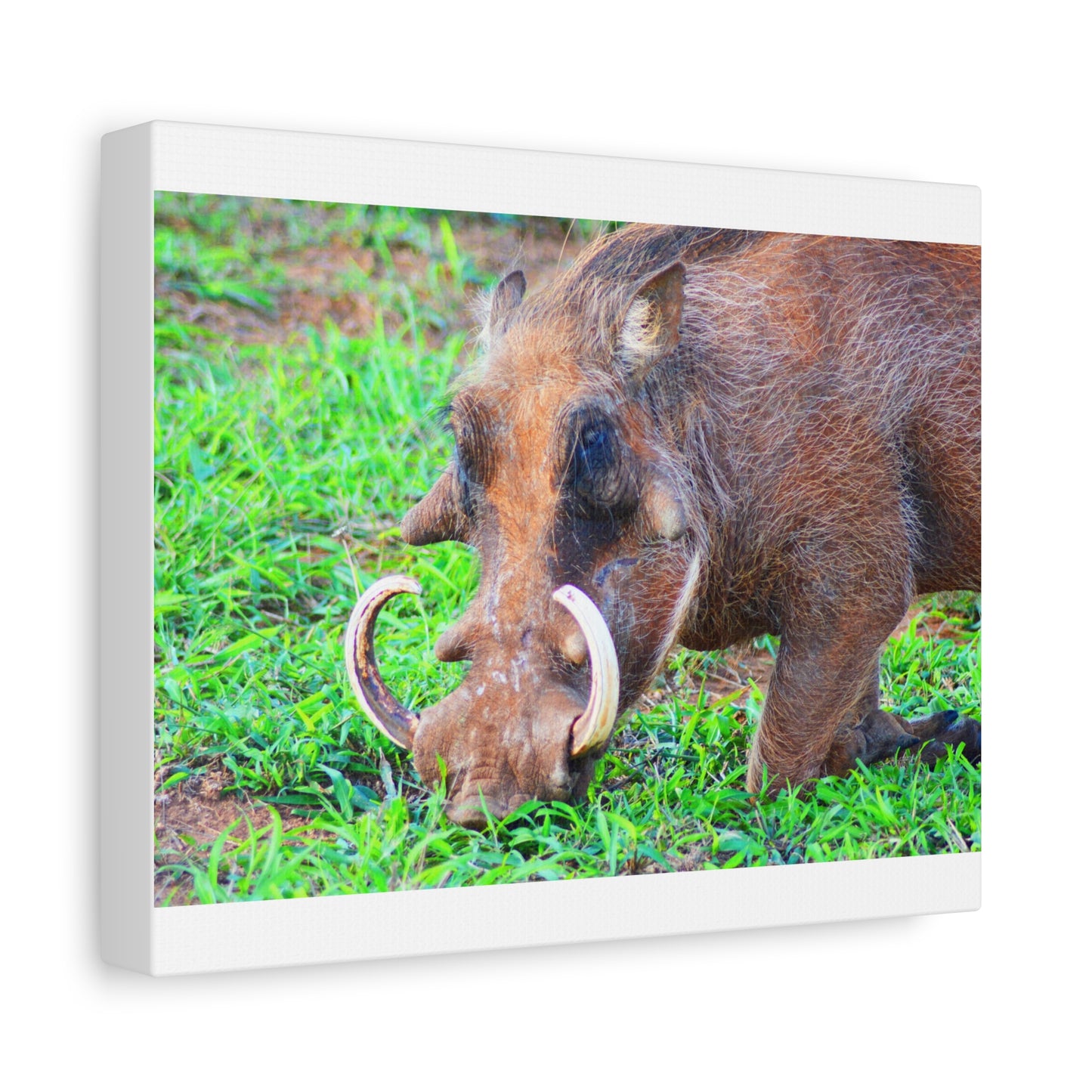African Warthog Eating - Canvas Print