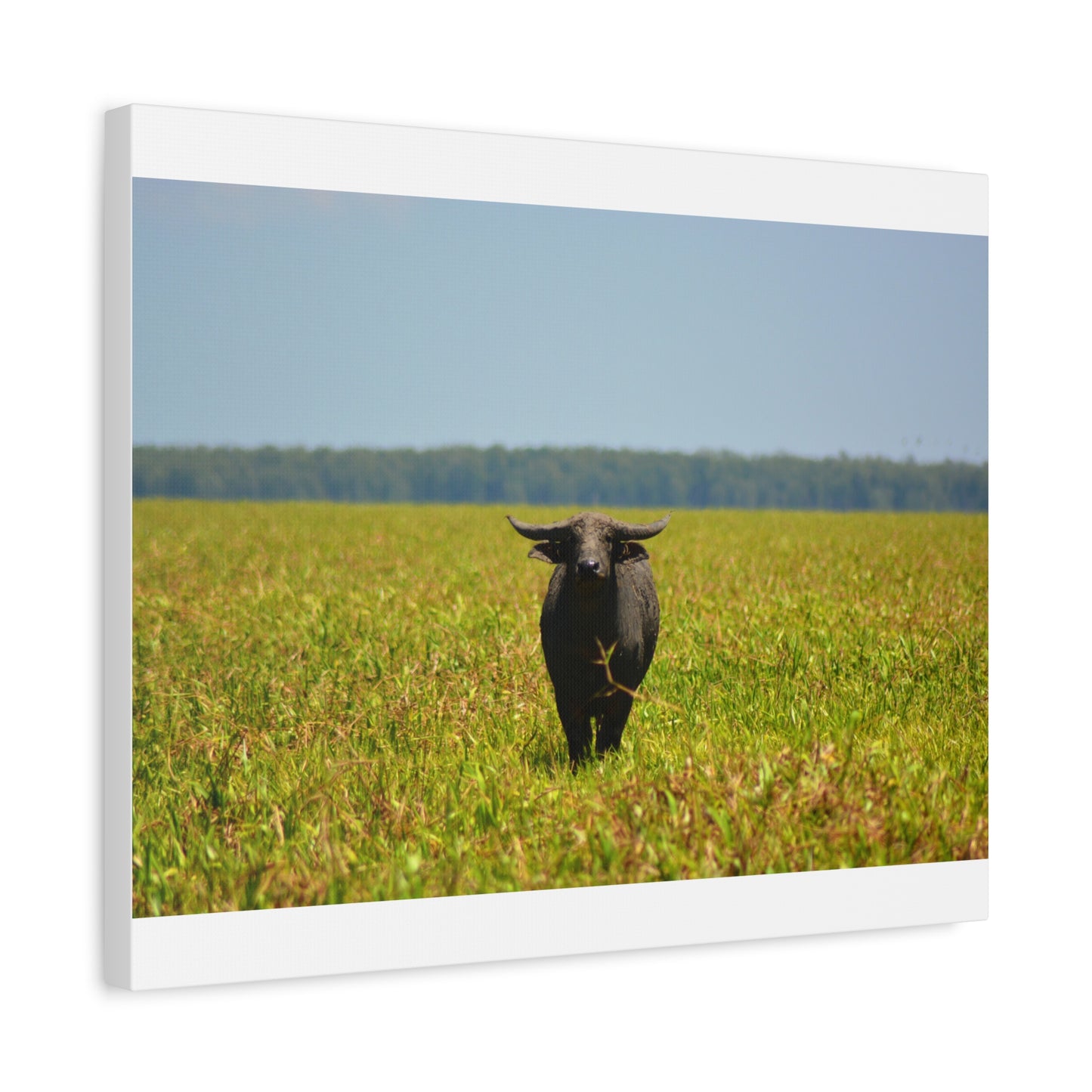Asiatic Water Buffalo Australian Outback - Canvas Print